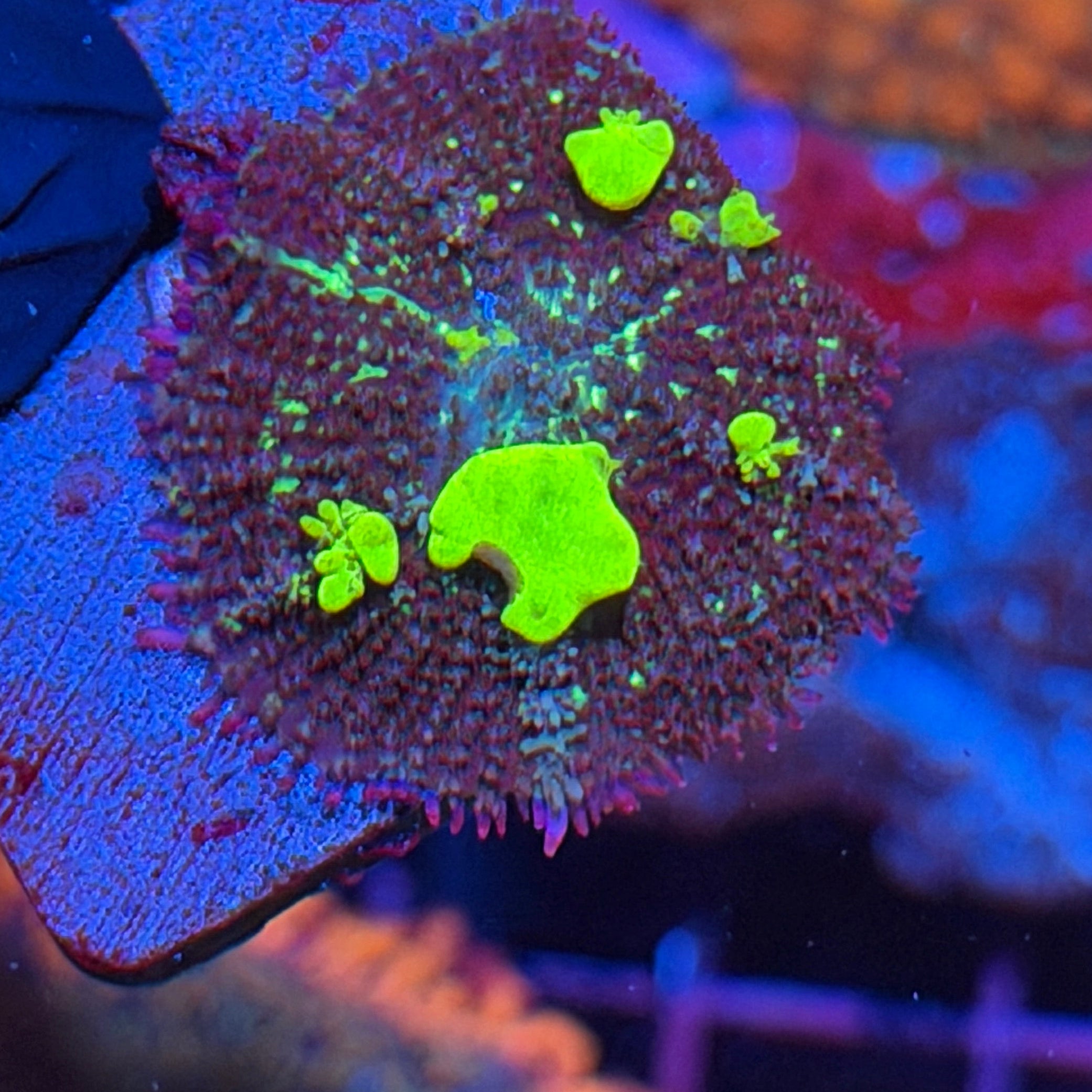 JEA Nitro Bounce Mushroom Coral 3/3