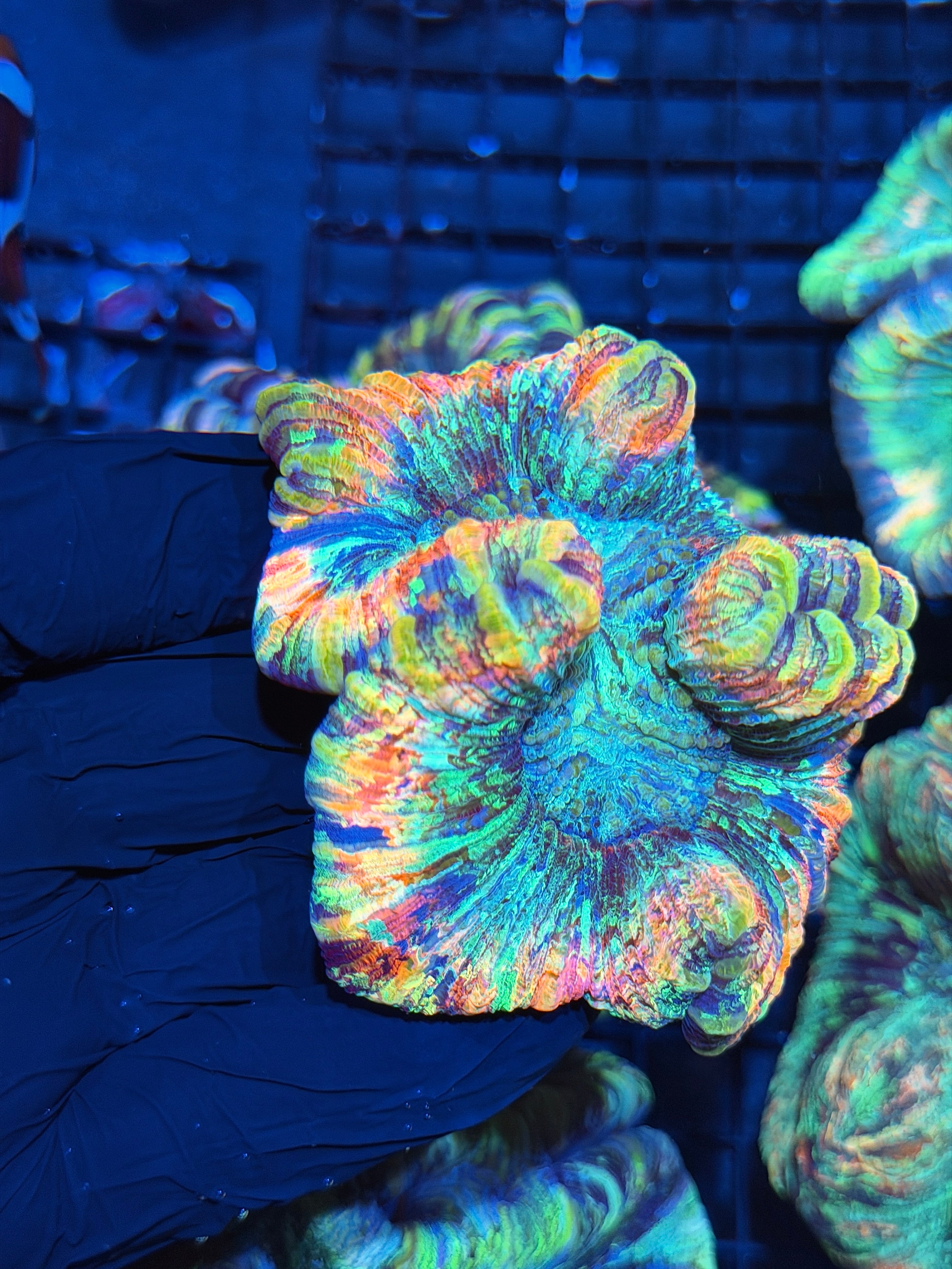 Insane Rainbow Trachyphyllia Meat  Coral 6/4