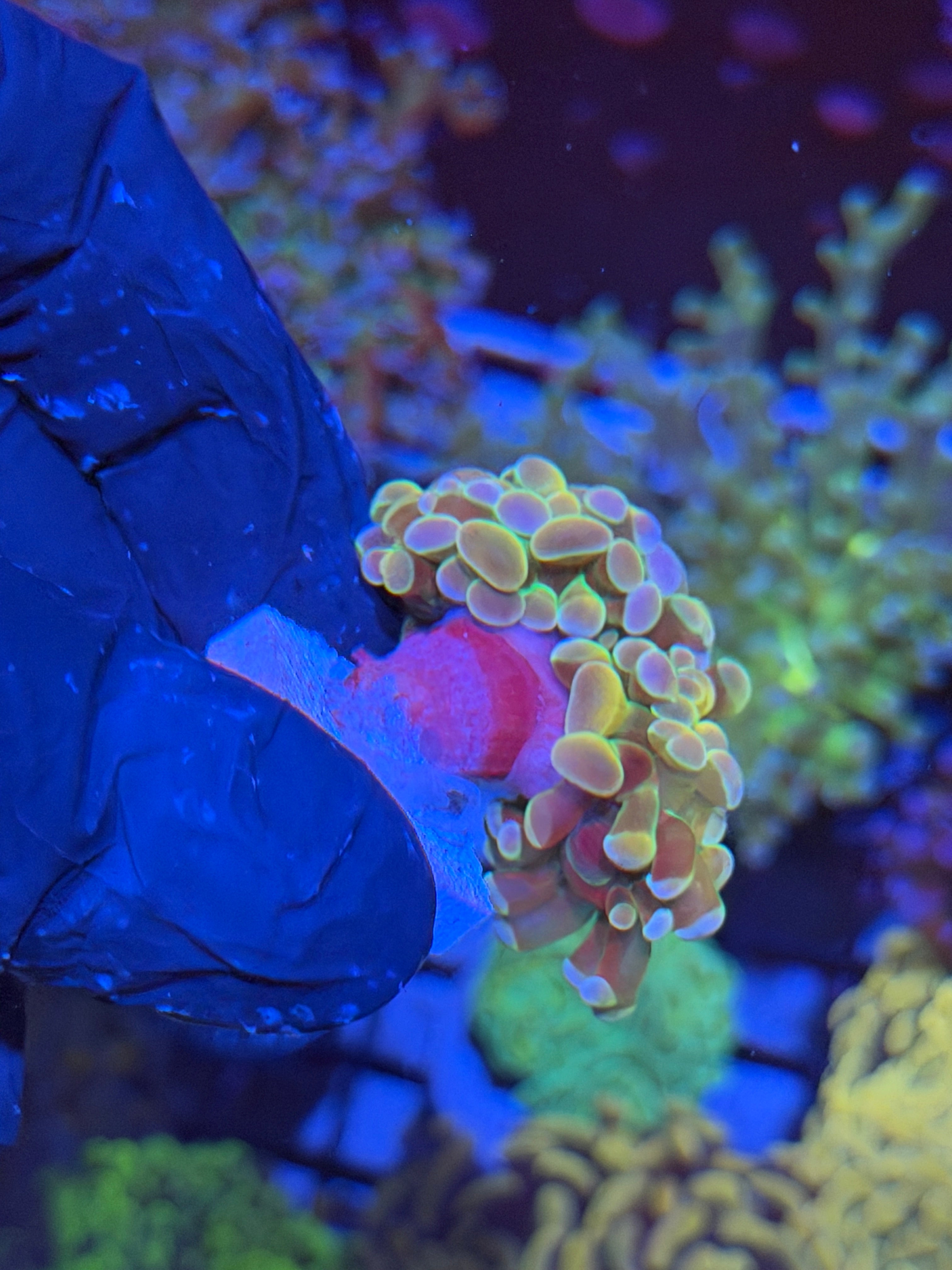 JEA Rainbow Dreams Hammer 2 Heads Splitting 4/8