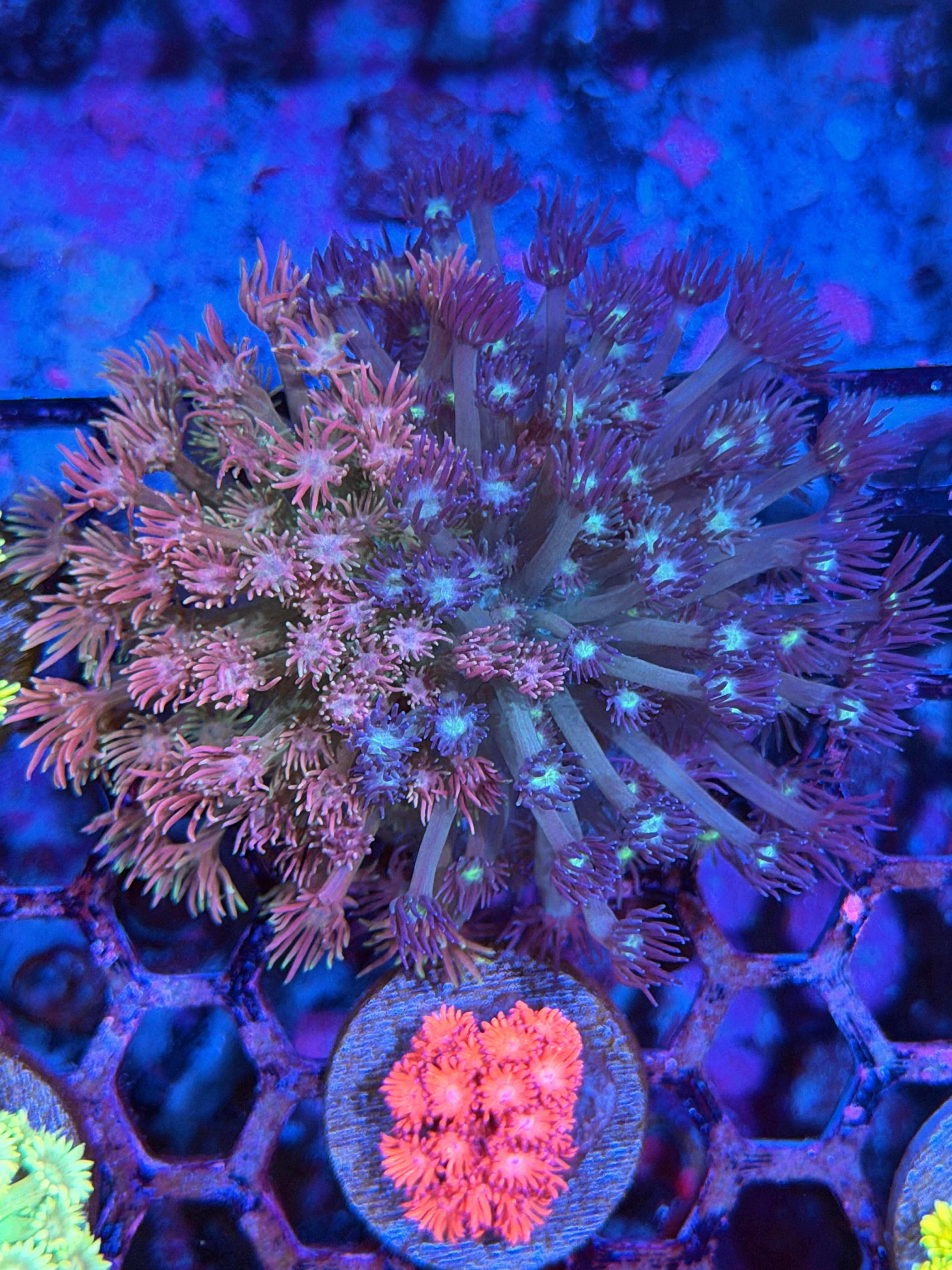 JEA Two Faced Goniopora Colony XL 11/3