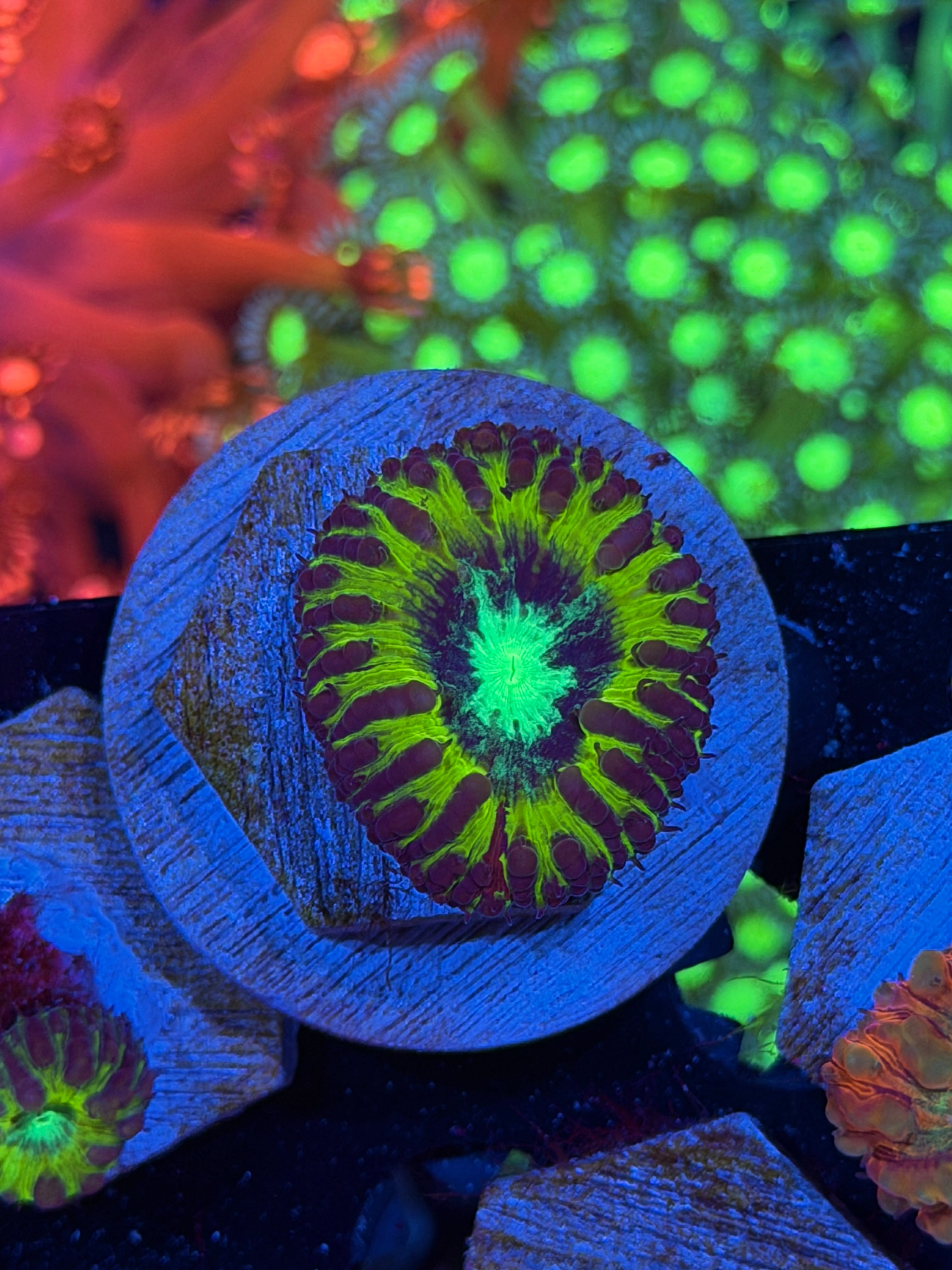 JEA Dark Matter Blastomussa Coral 1 XL Head *New Release*