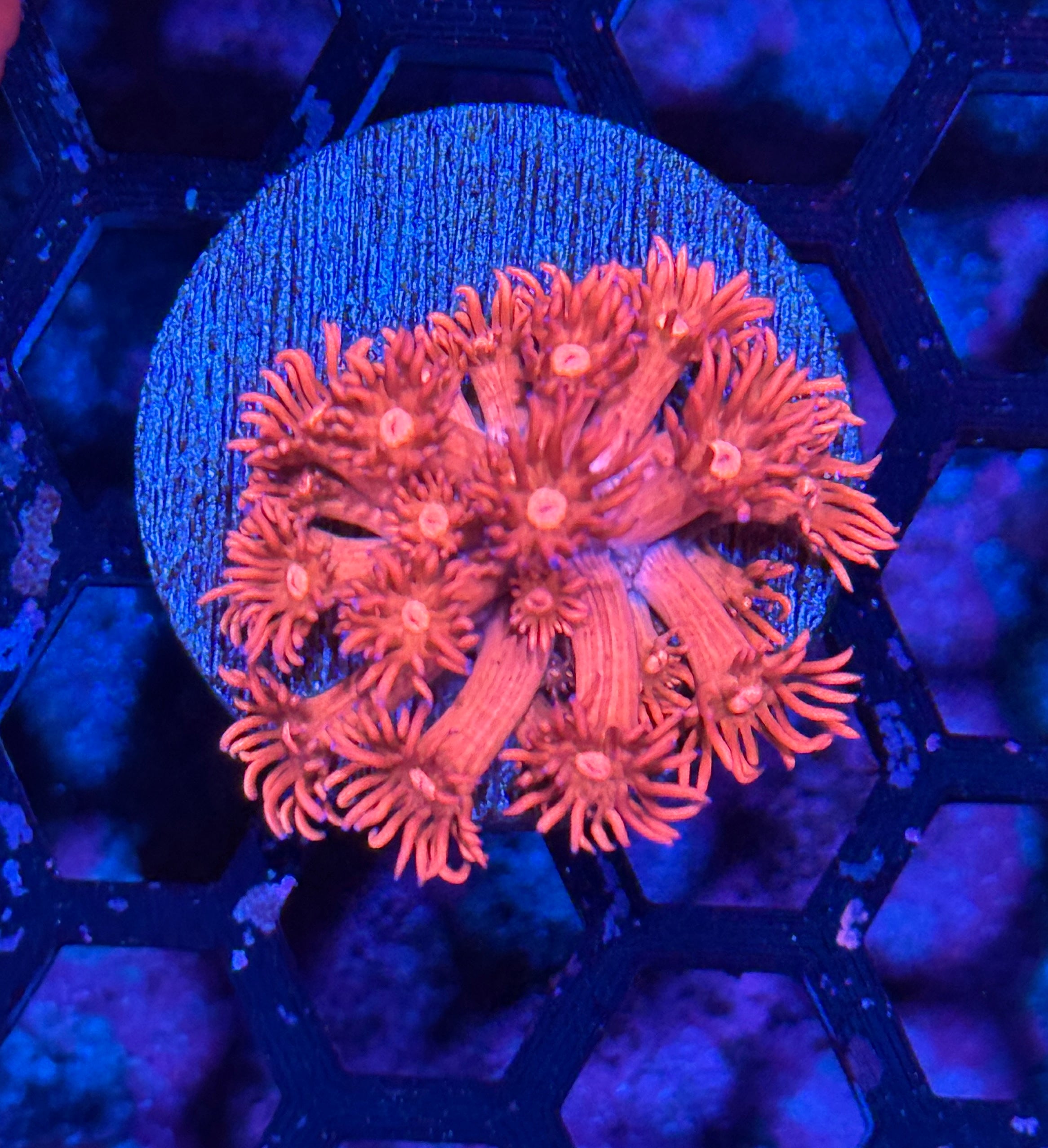 JEA Solar Flare Goniopora Coral Insanely Bright 7/2