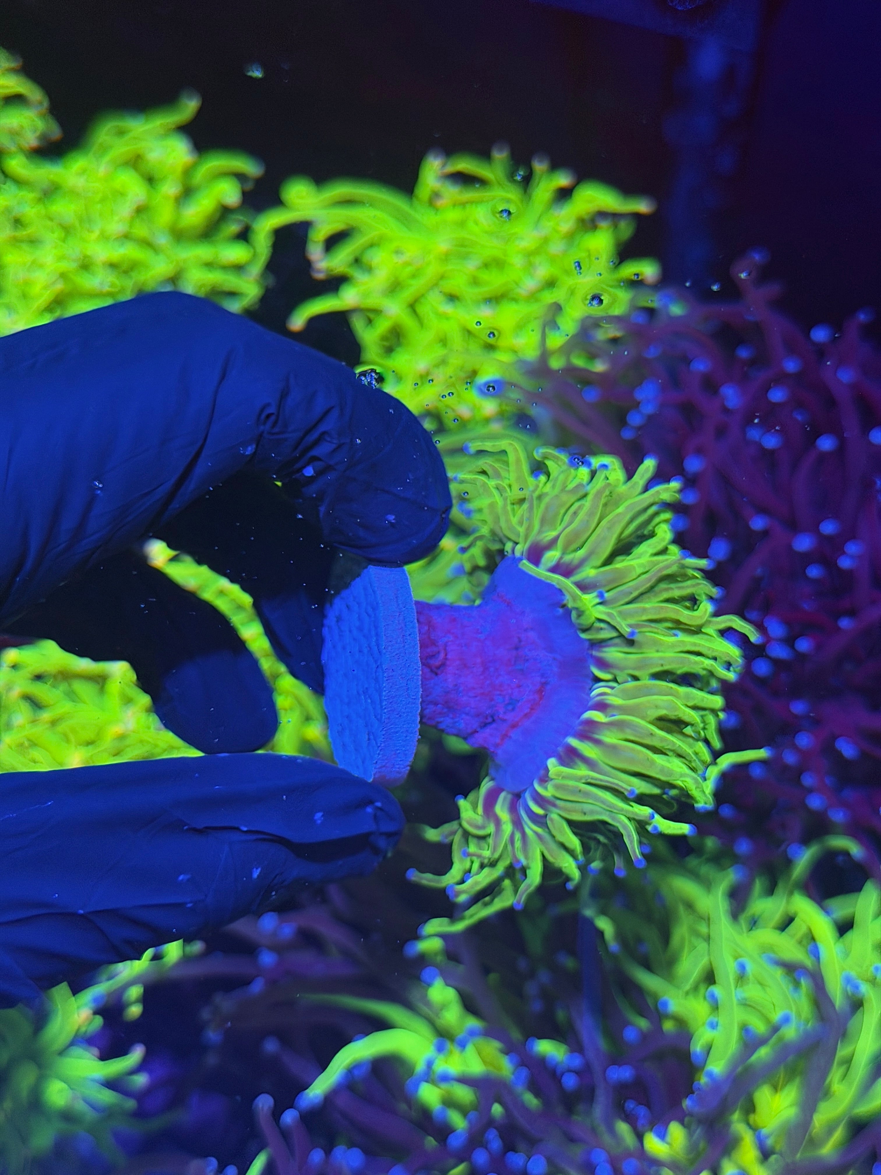 JEA 24K Holy Grail Torch Coral 2 Heads Splitting XL