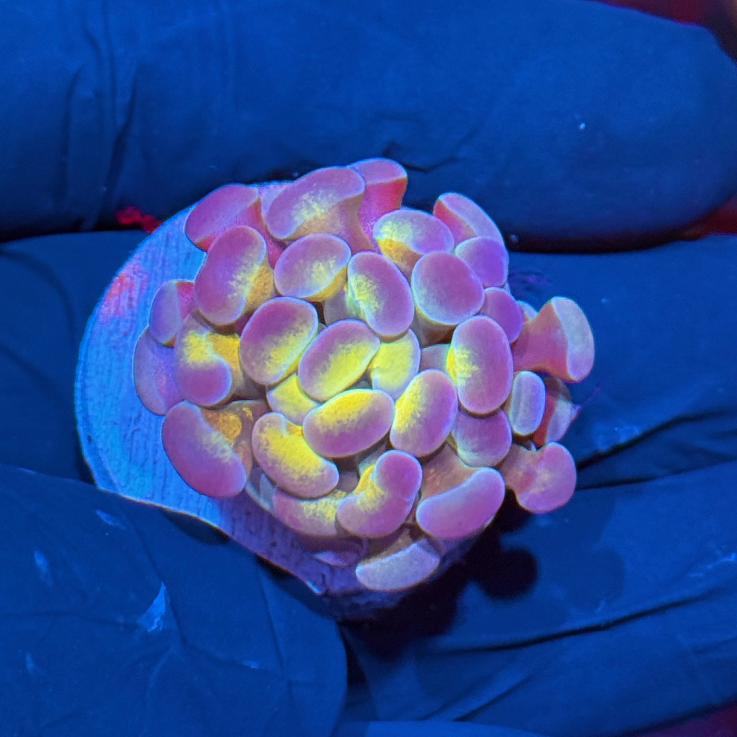JEA Yellow Marble Hammer Coral