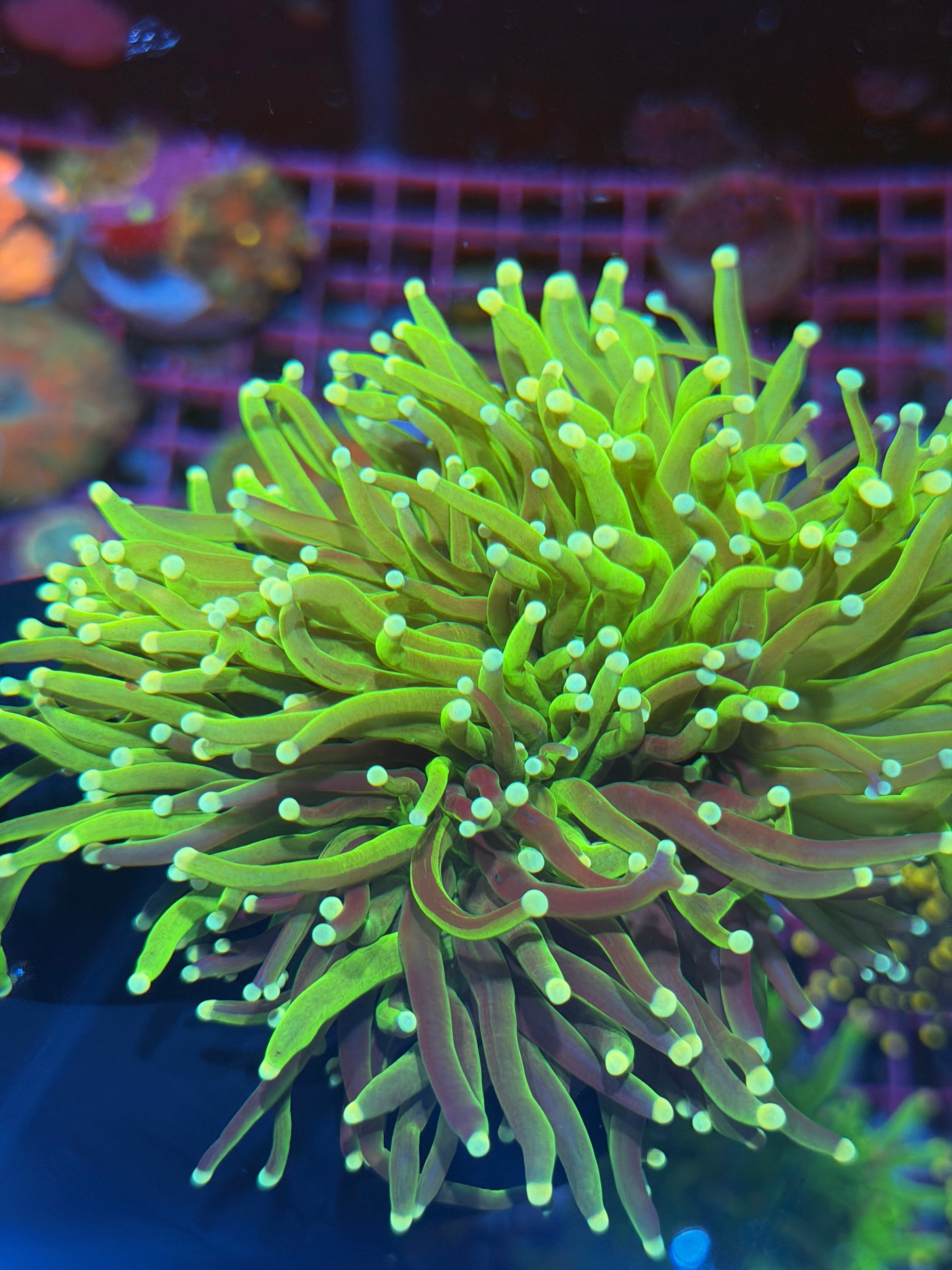 JEA Grafted Key Lime Pie Torch Coral Mini Colony 4 Heads Splitting XXXL Show Piece 8/1