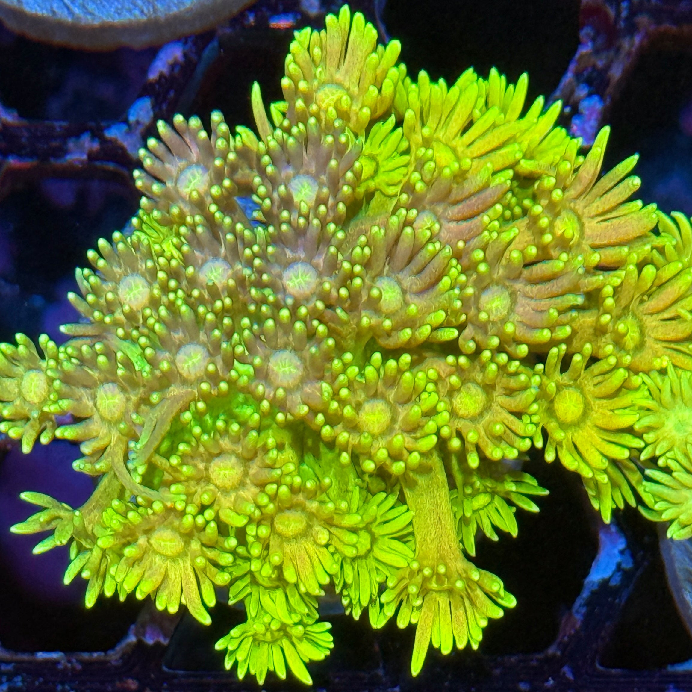 JEA Sunshine Goniopora Coral XL