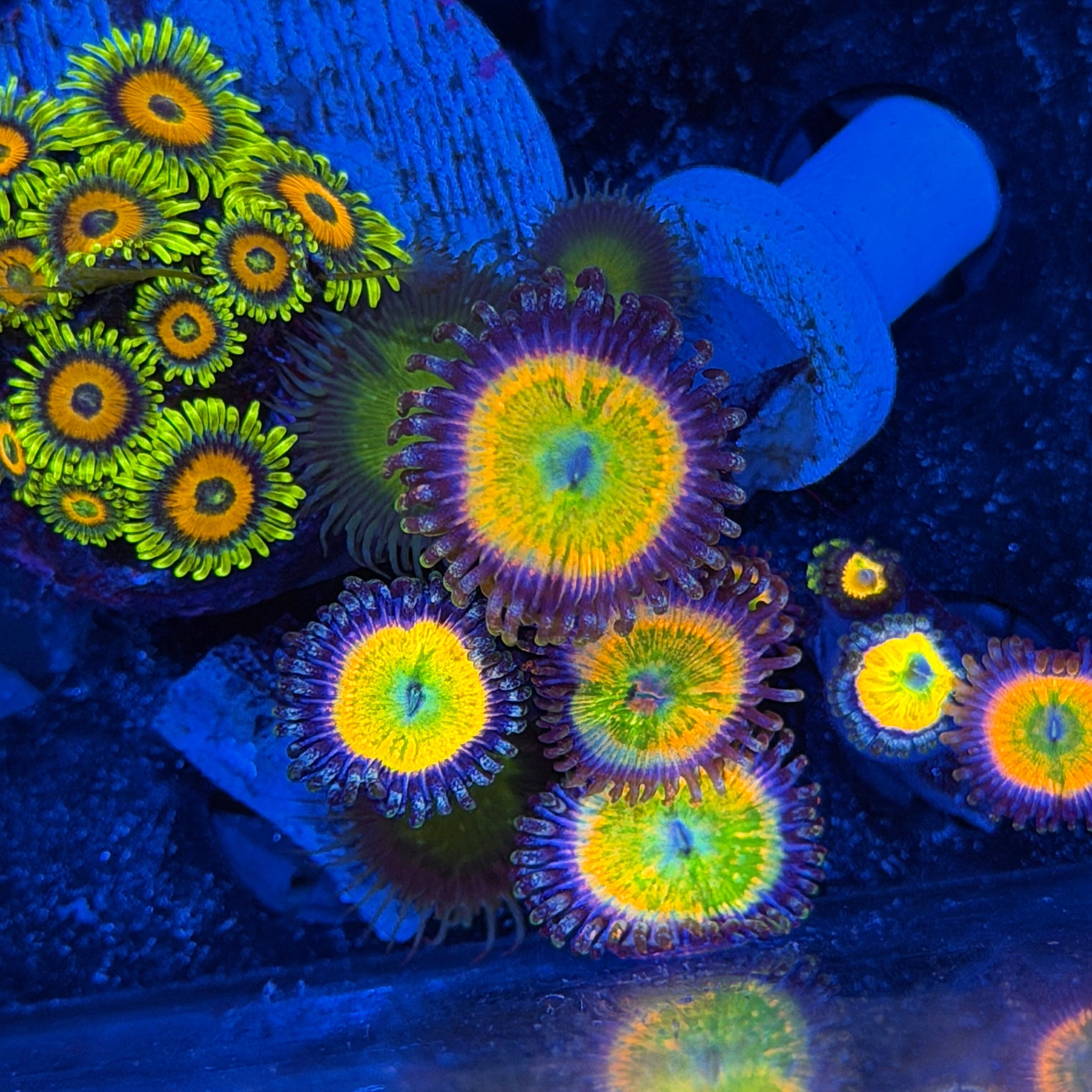 Jay's Exotic Corals