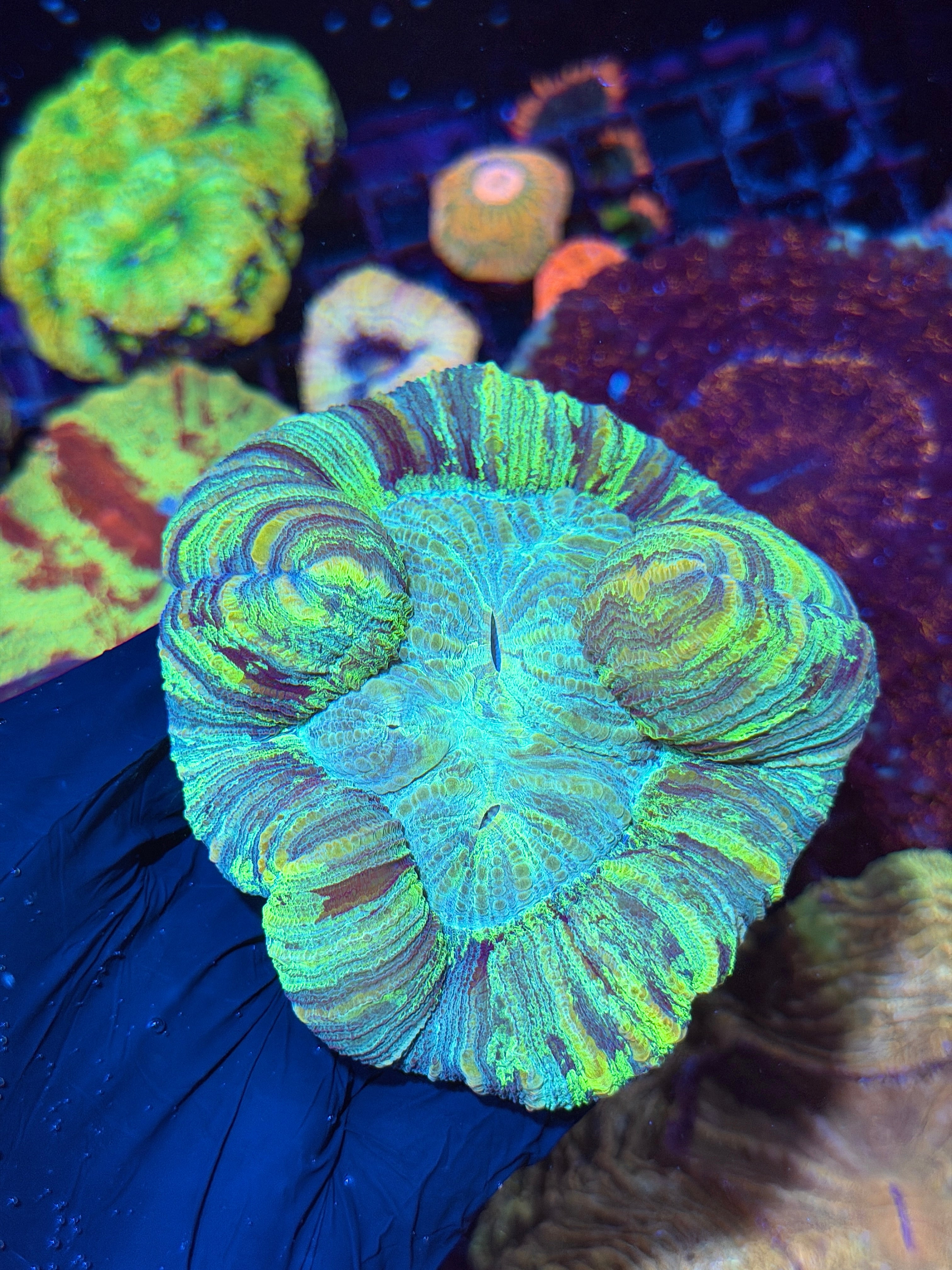 Striped Pastel Trachyphyllia Meat Coral XL