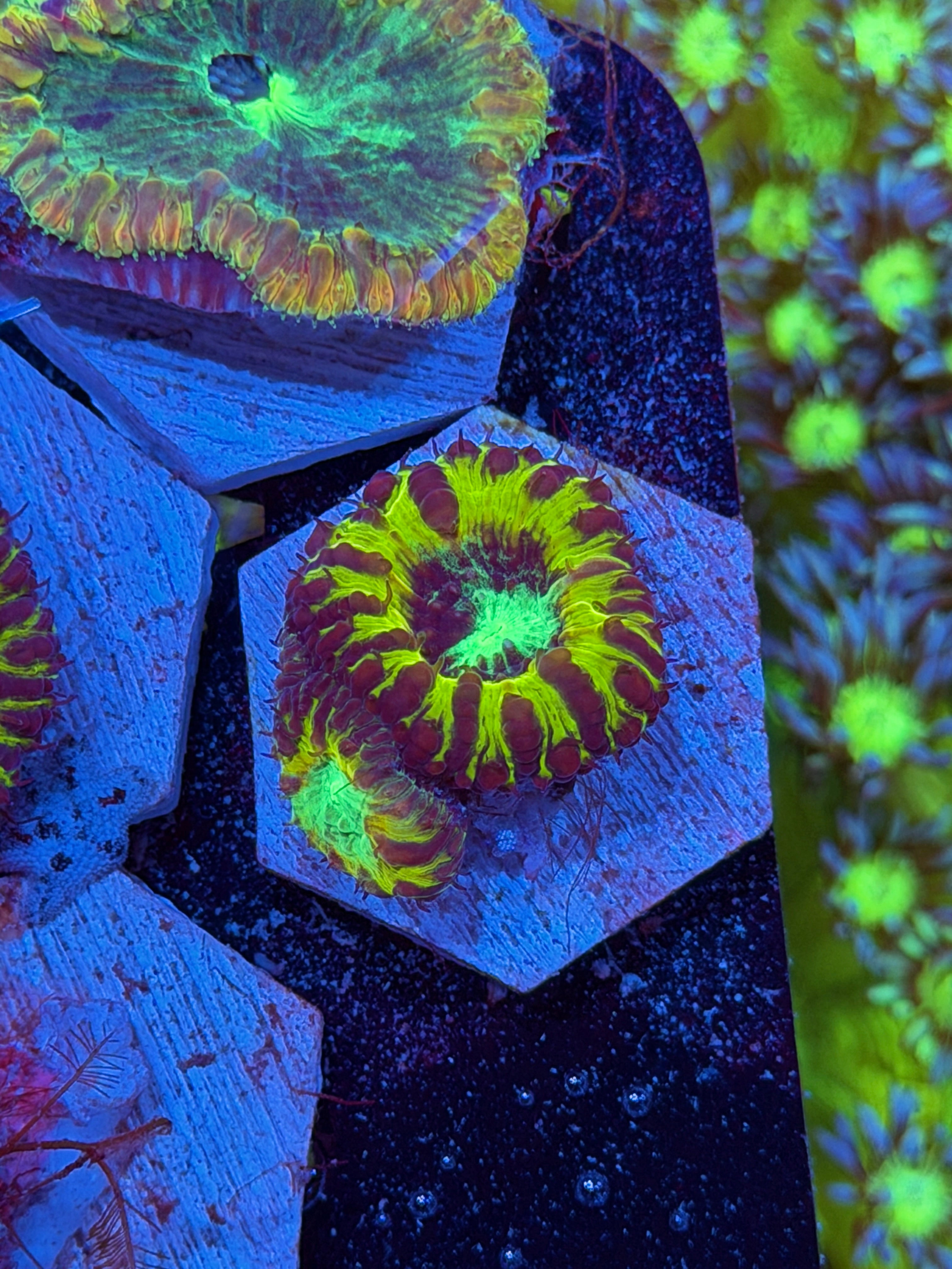 JEA Dark Matter Blastomussa Coral 2 Heads XL *New Release*