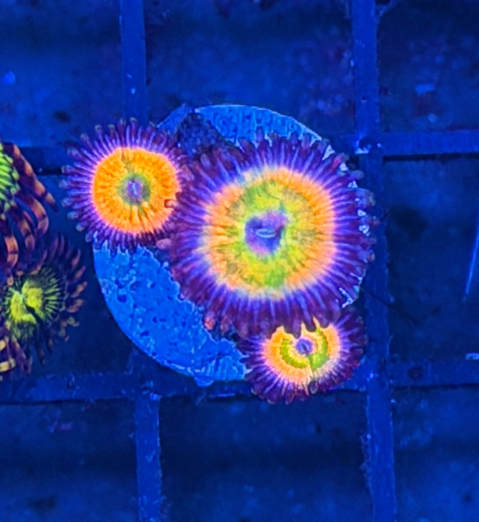 JEA Sunny D Zoanthid Coral 3 XL Polyps BRIGHT 7/31