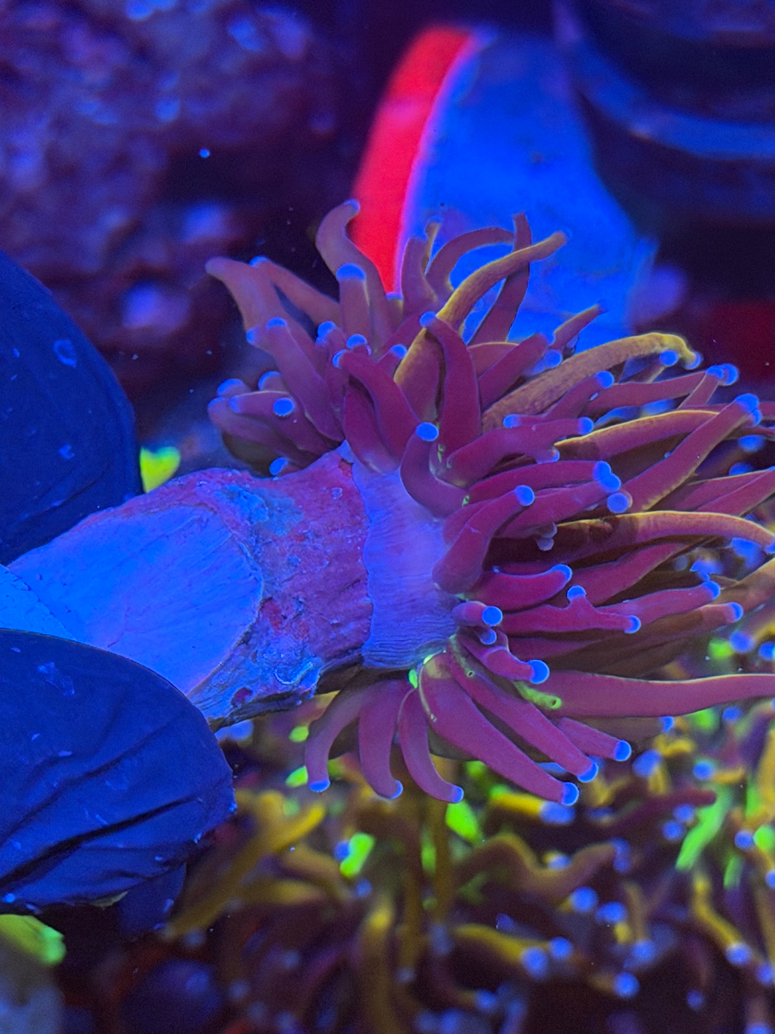 JEA Dragon Goddess Torch Coral 1 XXL Head 11/3