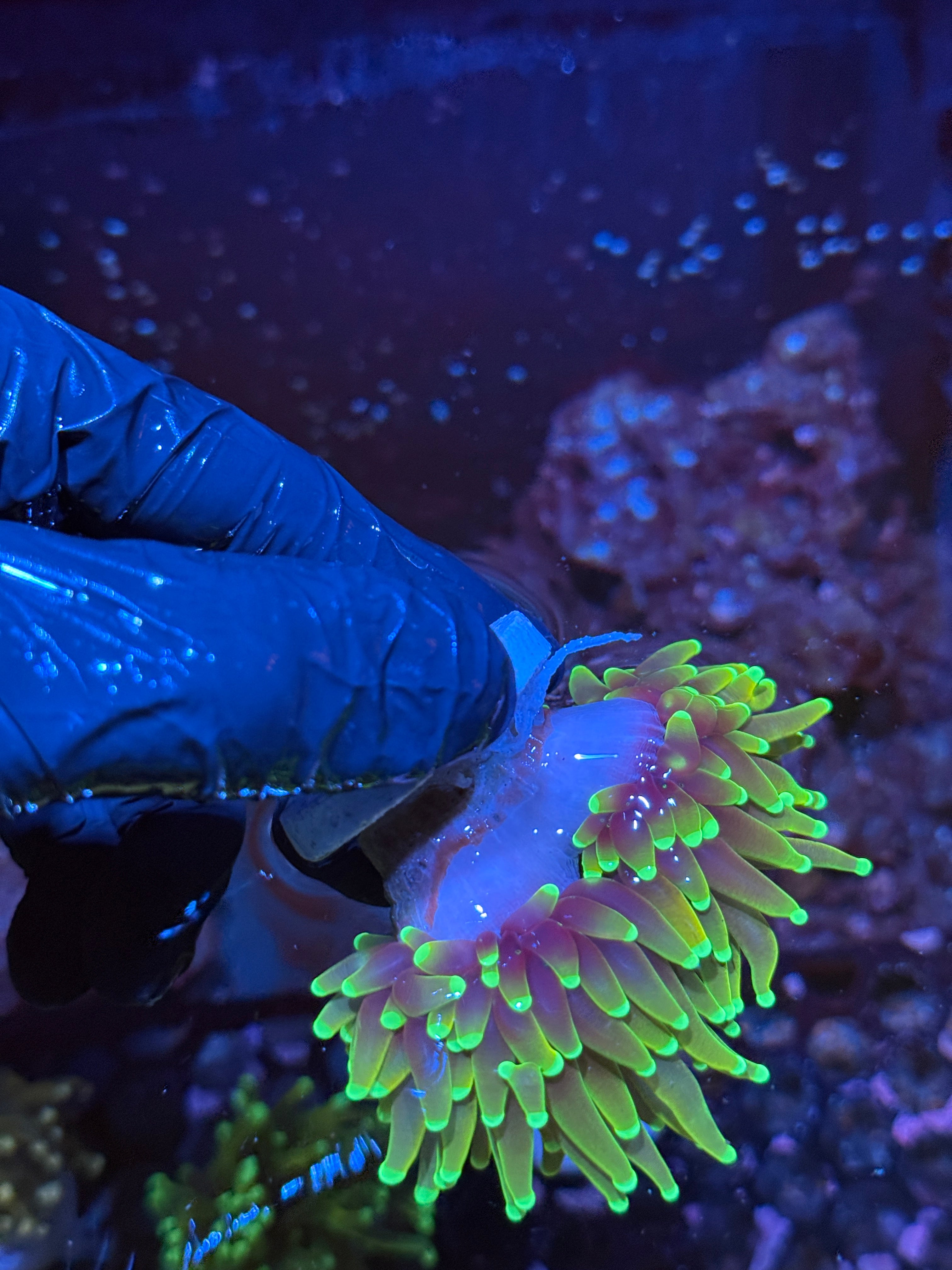JEA Hellfire Torch Coral 2 Heads Splitting XL