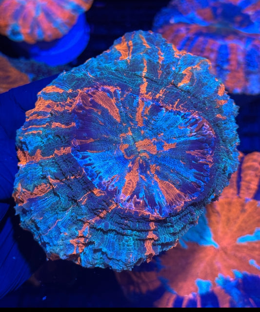 Insane Striped Acanthophyllia Meat Coral XL Show Piece