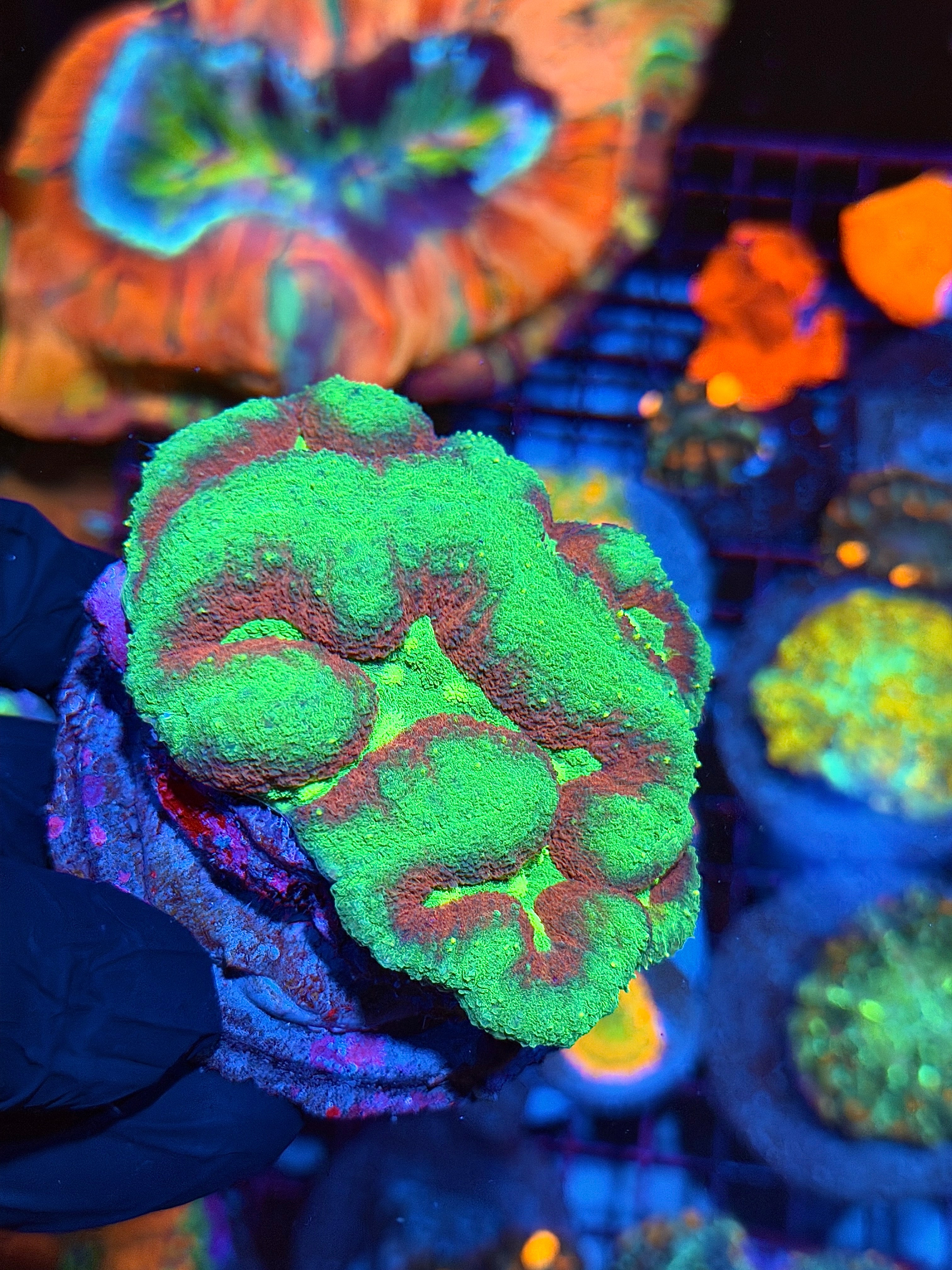 Insanely Bright Multicolor Lobophyllia Meat Coral 2/24