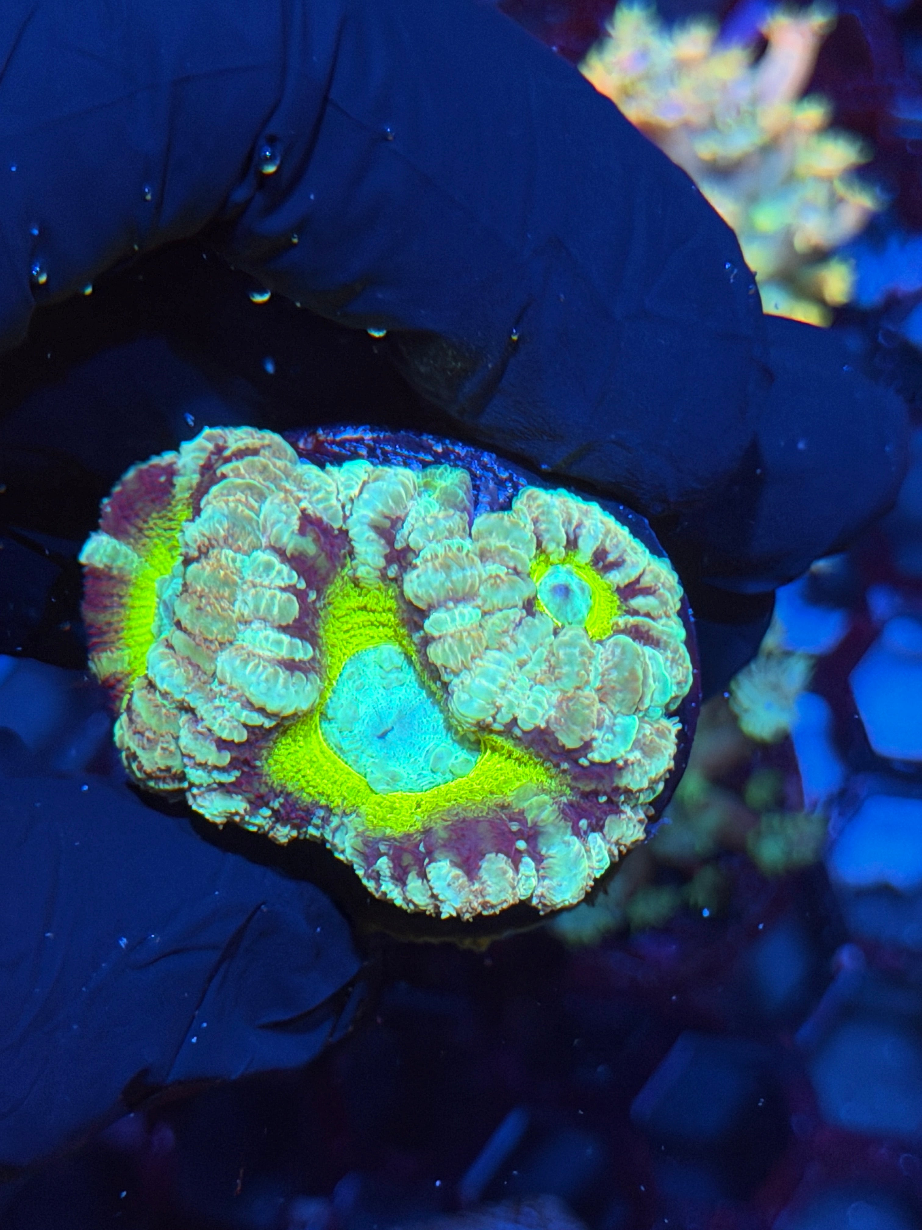 JEA Mythical Emperor Asian Acans Coral 3 XXL Heads 6/4