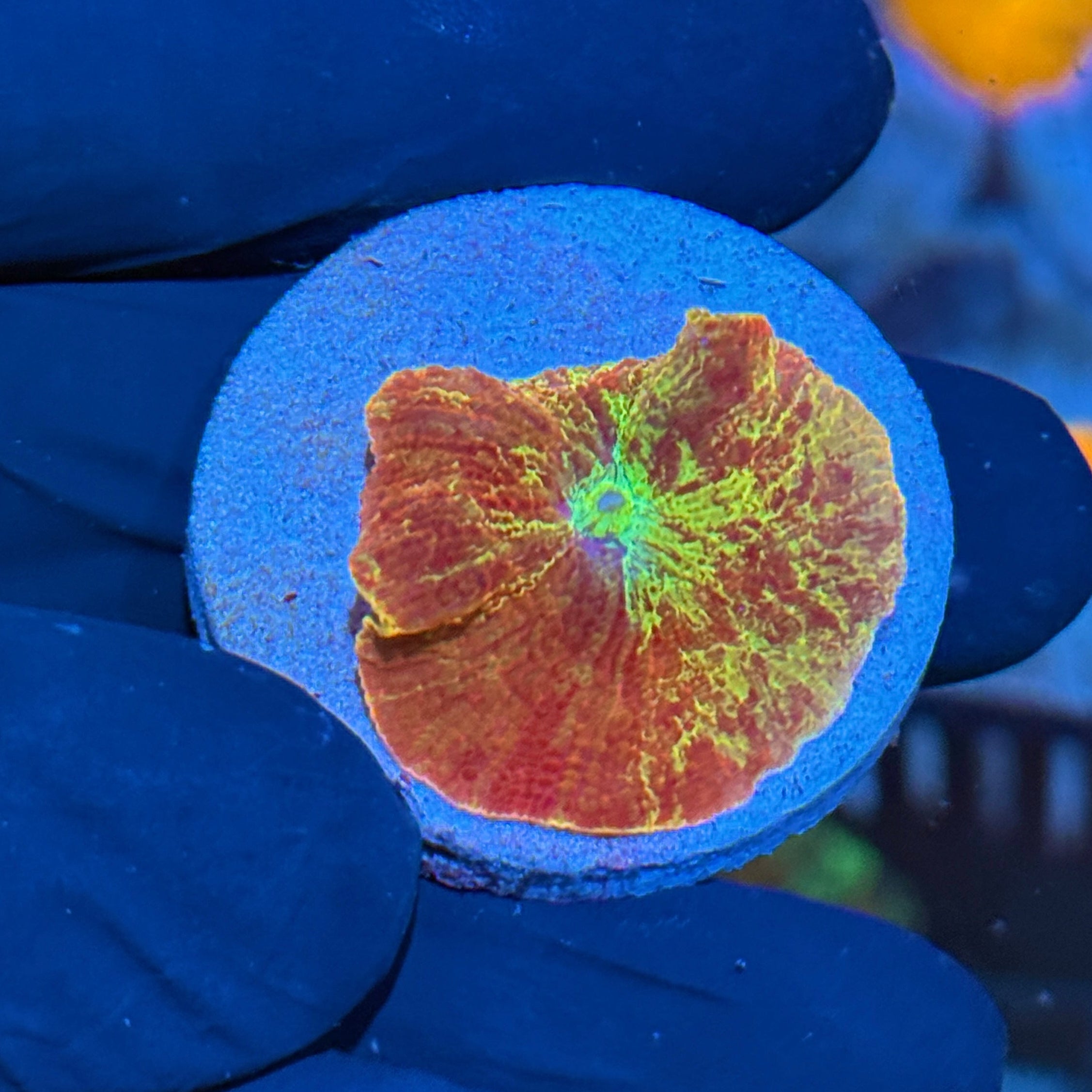 Eclectus Mushroom Coral Crazy Patterns! 10/12