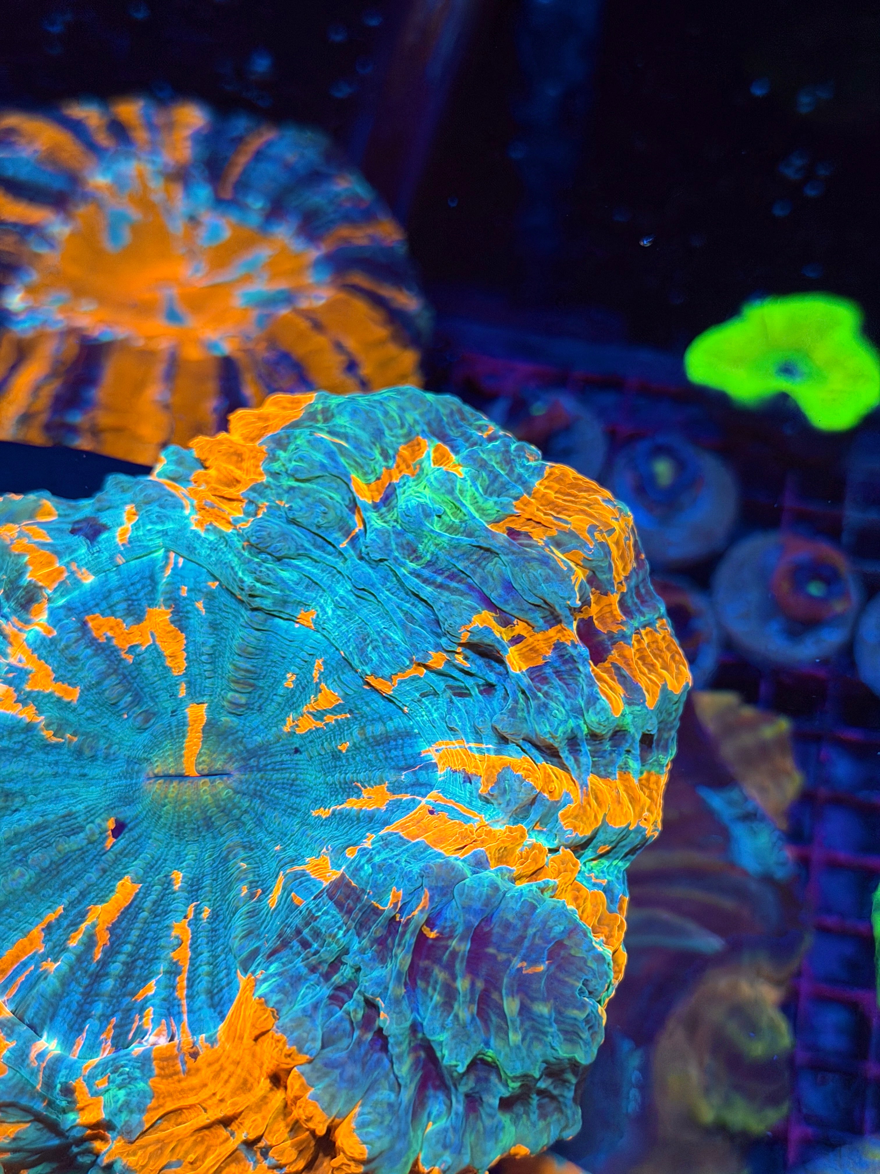 Bright Rainbow Acanthophyllia Meat Coral XL 8/28