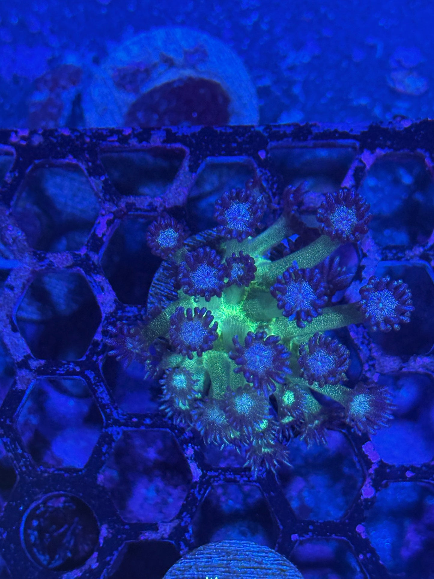 Jay's Exotic Coral Auctions