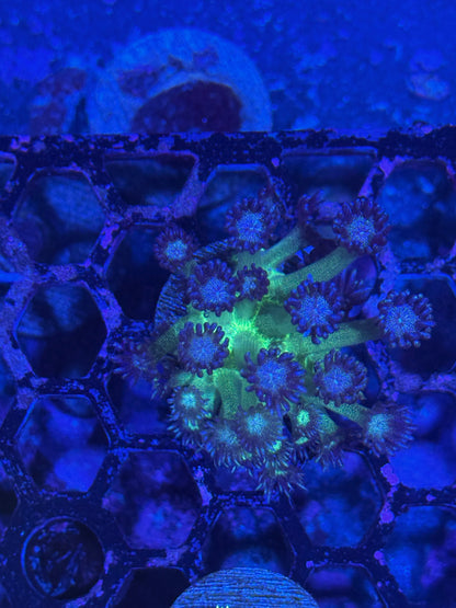 Jay's Exotic Coral Auctions