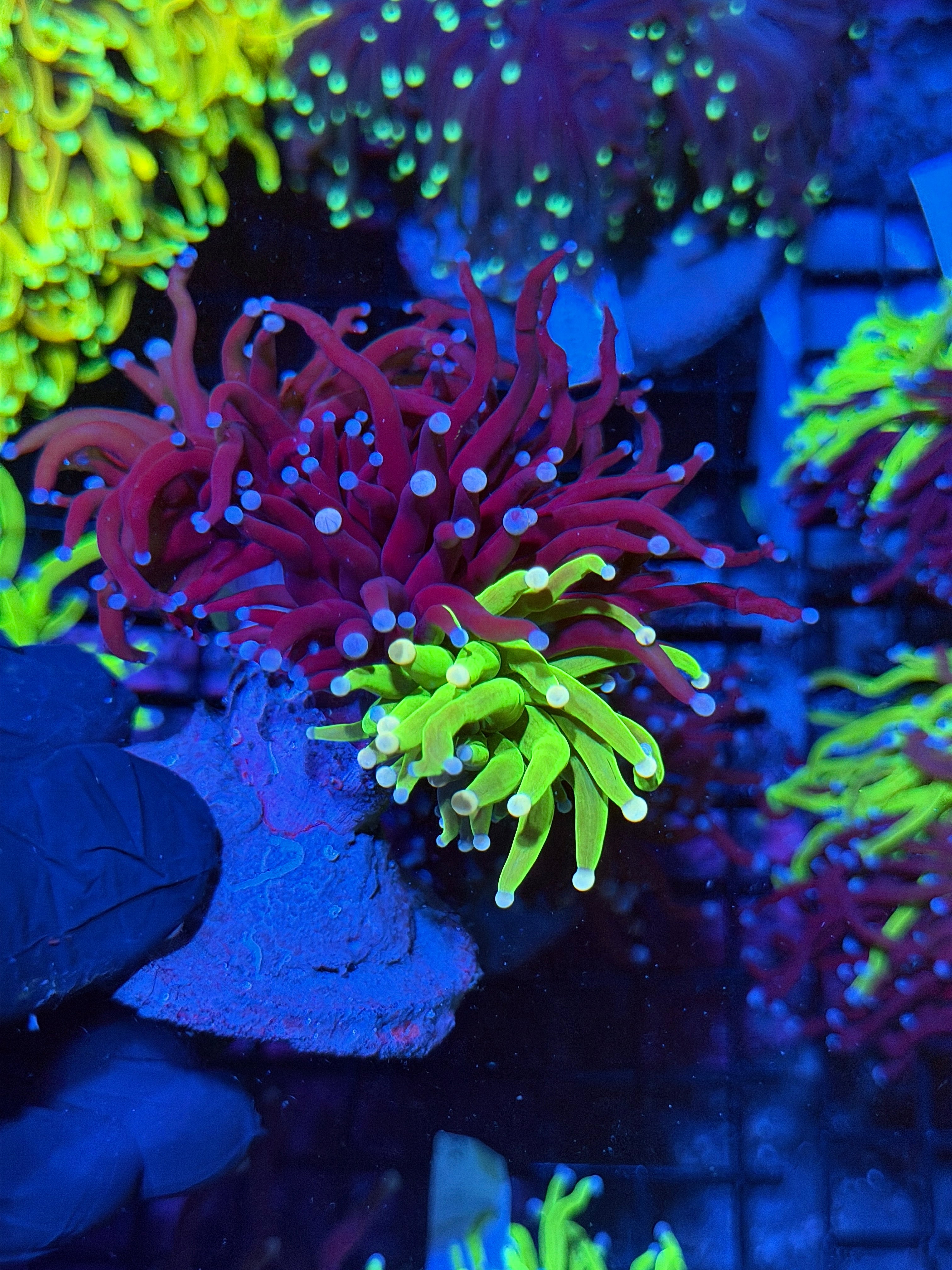JEA Grafted Holy Grail Torch Coral 2 XXL Heads (RARE)