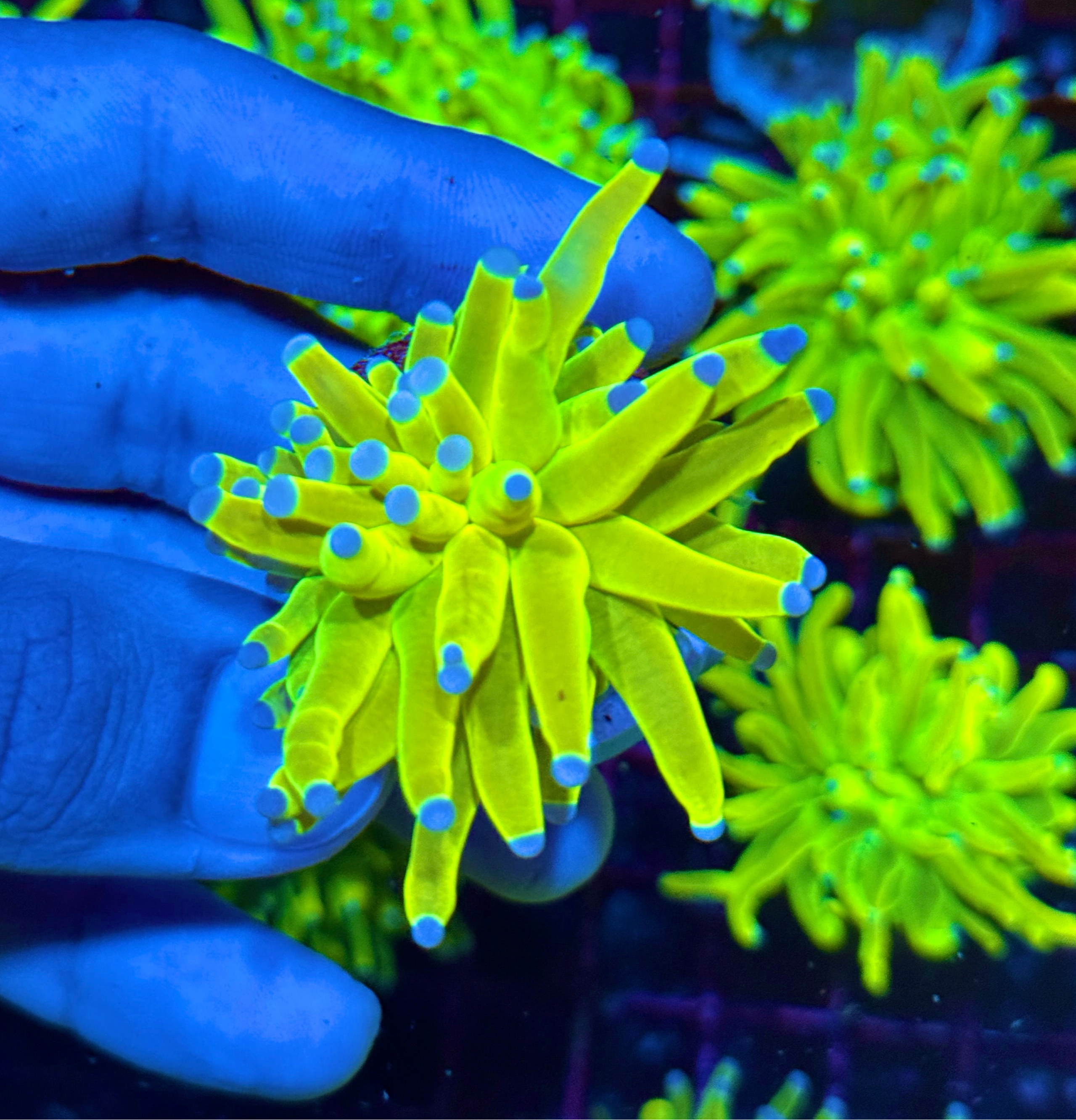JEA Yellow Holy Grail Torch Coral 1 XL Head