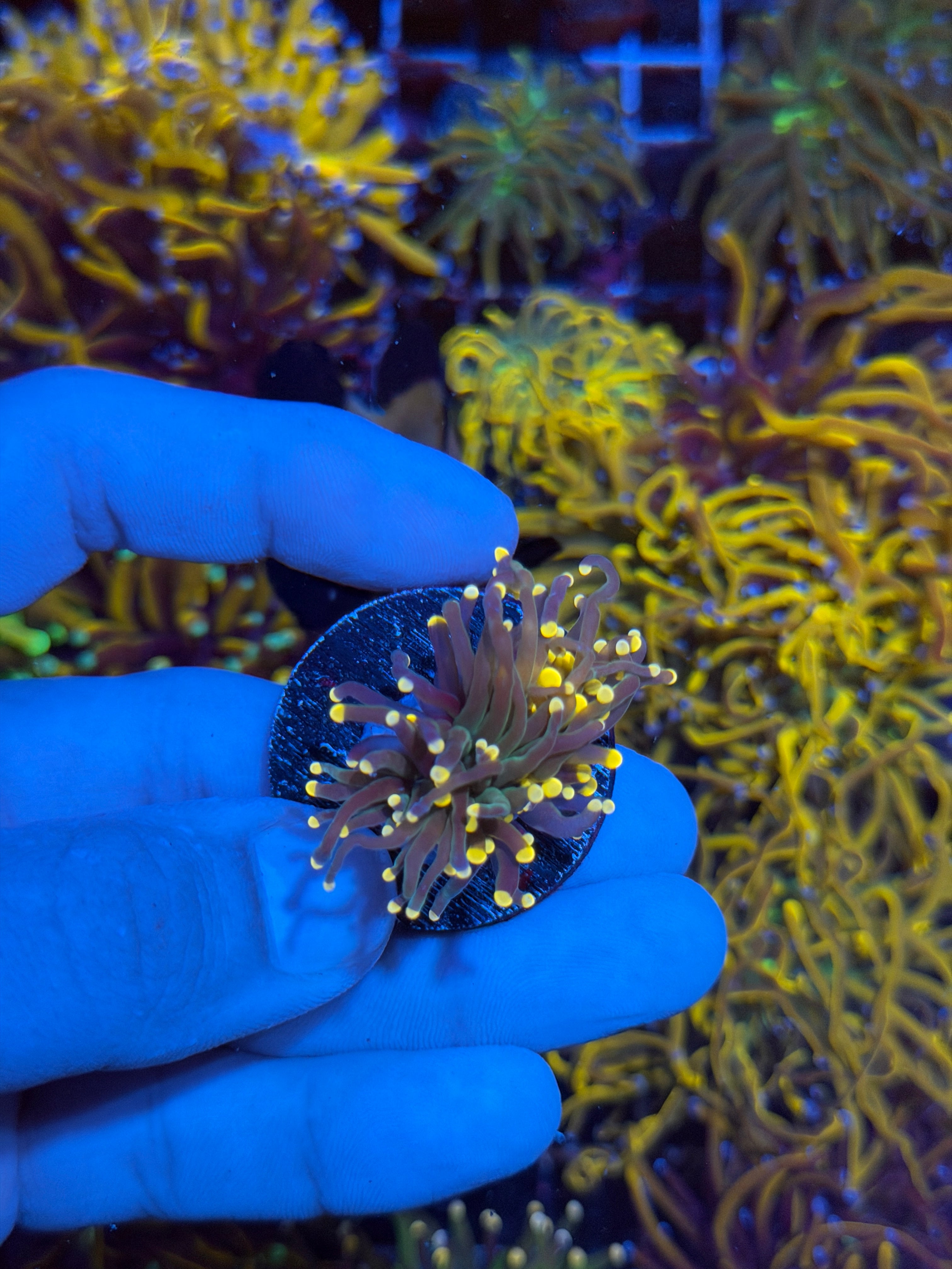 JEA Darksiders Torch Coral 1 Head 2/24