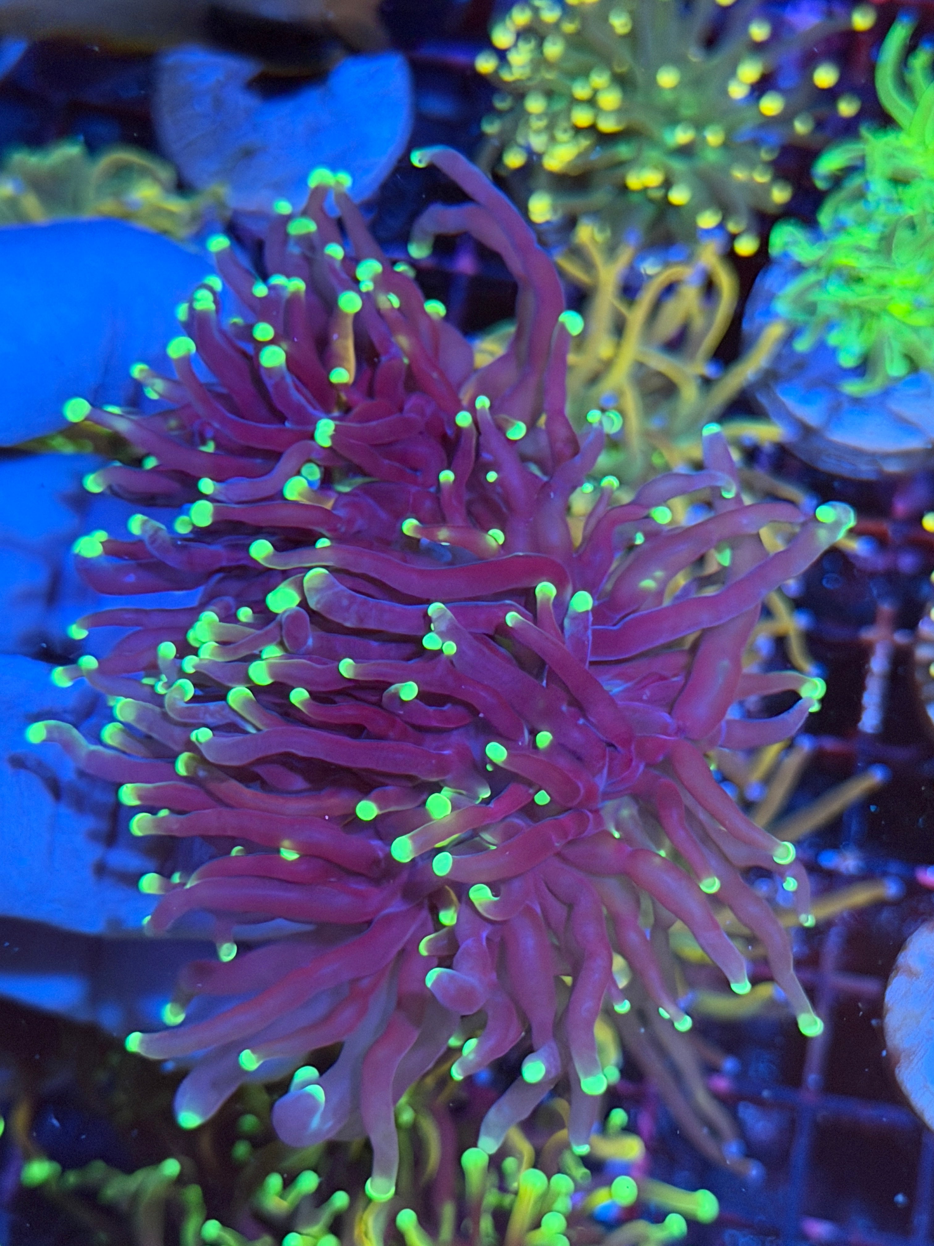 Oddball Tiger Torch Coral Mini Colony XXL