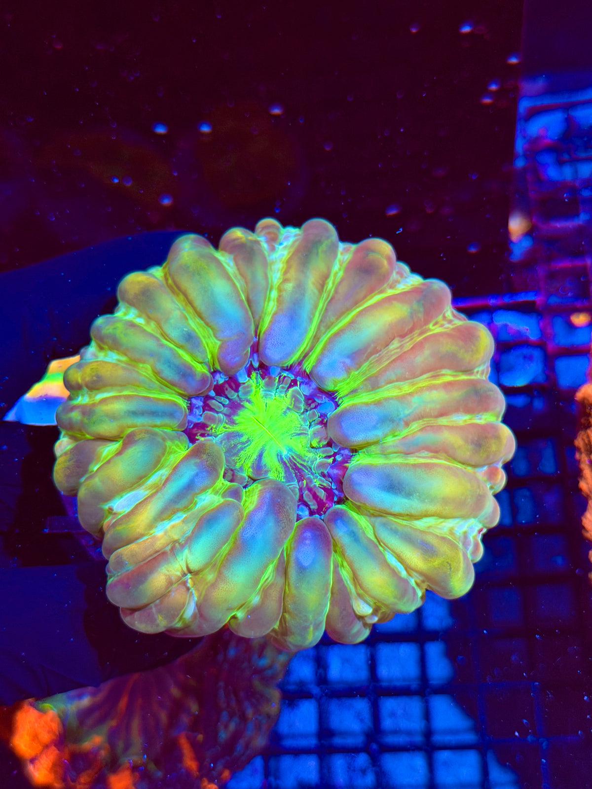 Hologram Cynarina Meat Coral XL Show Piece 9/21