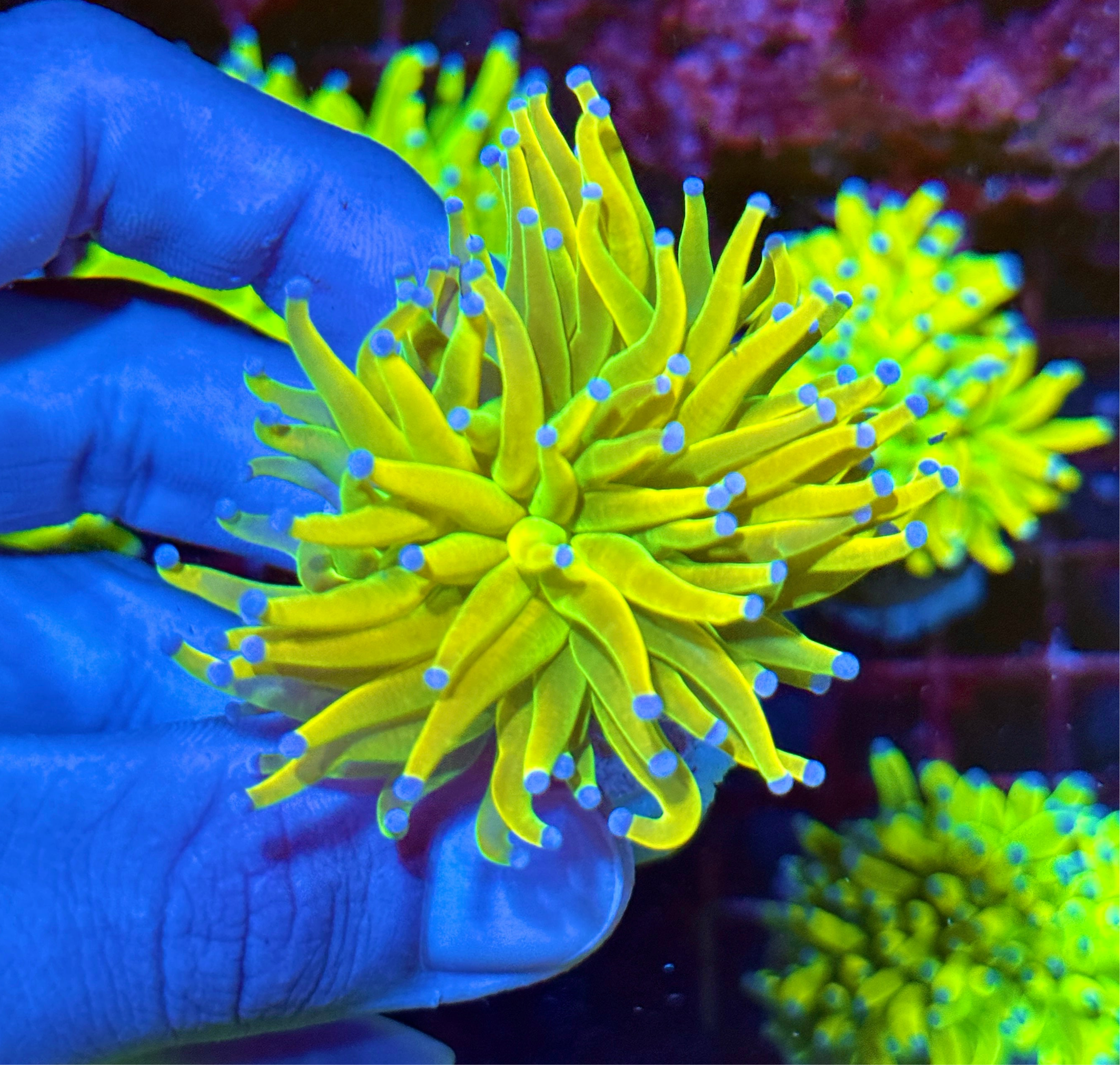 JEA Yellow Holy Grail Torch Coral 1 XL Head