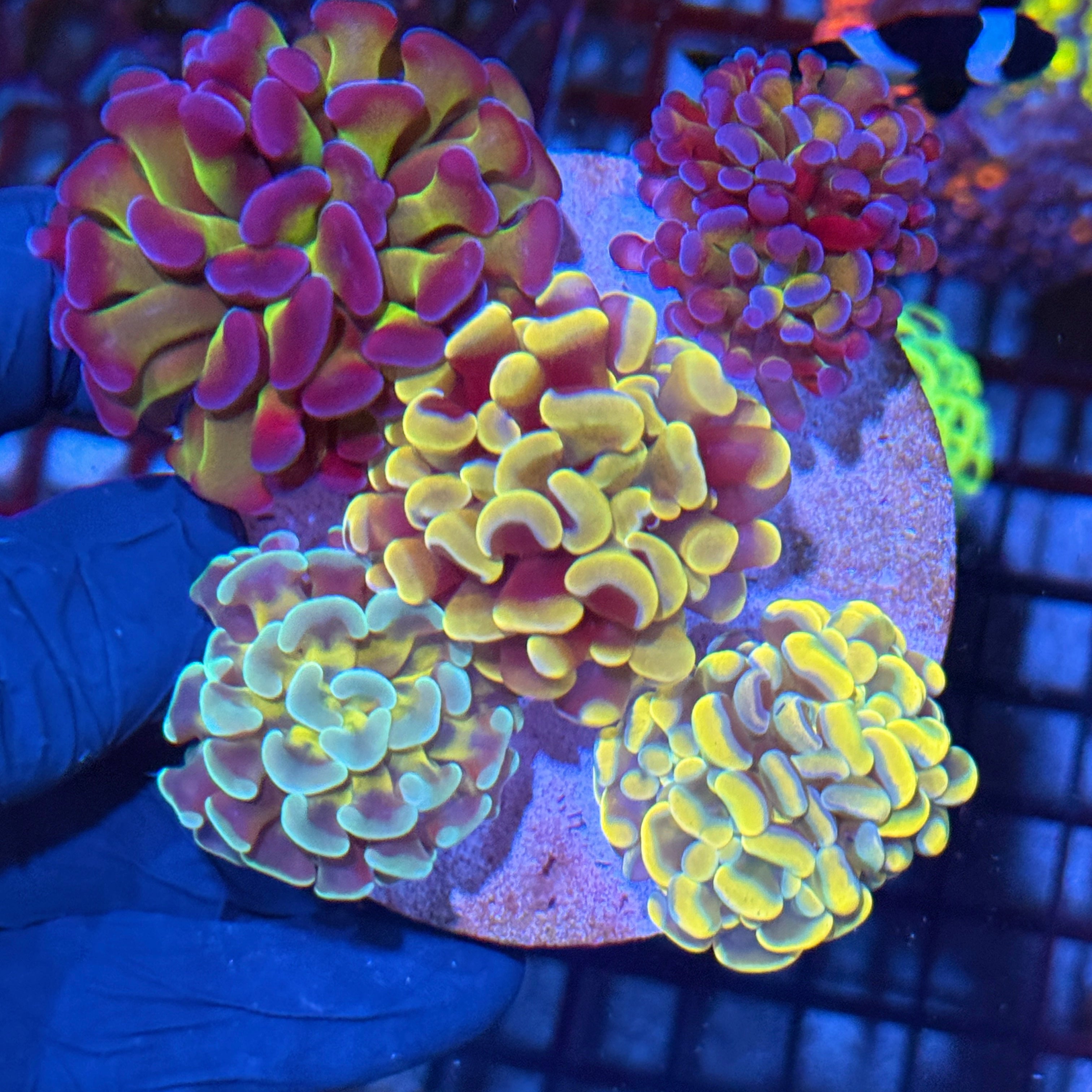JEA Hammer Coral Bouquet 5 Heads XL 10/12