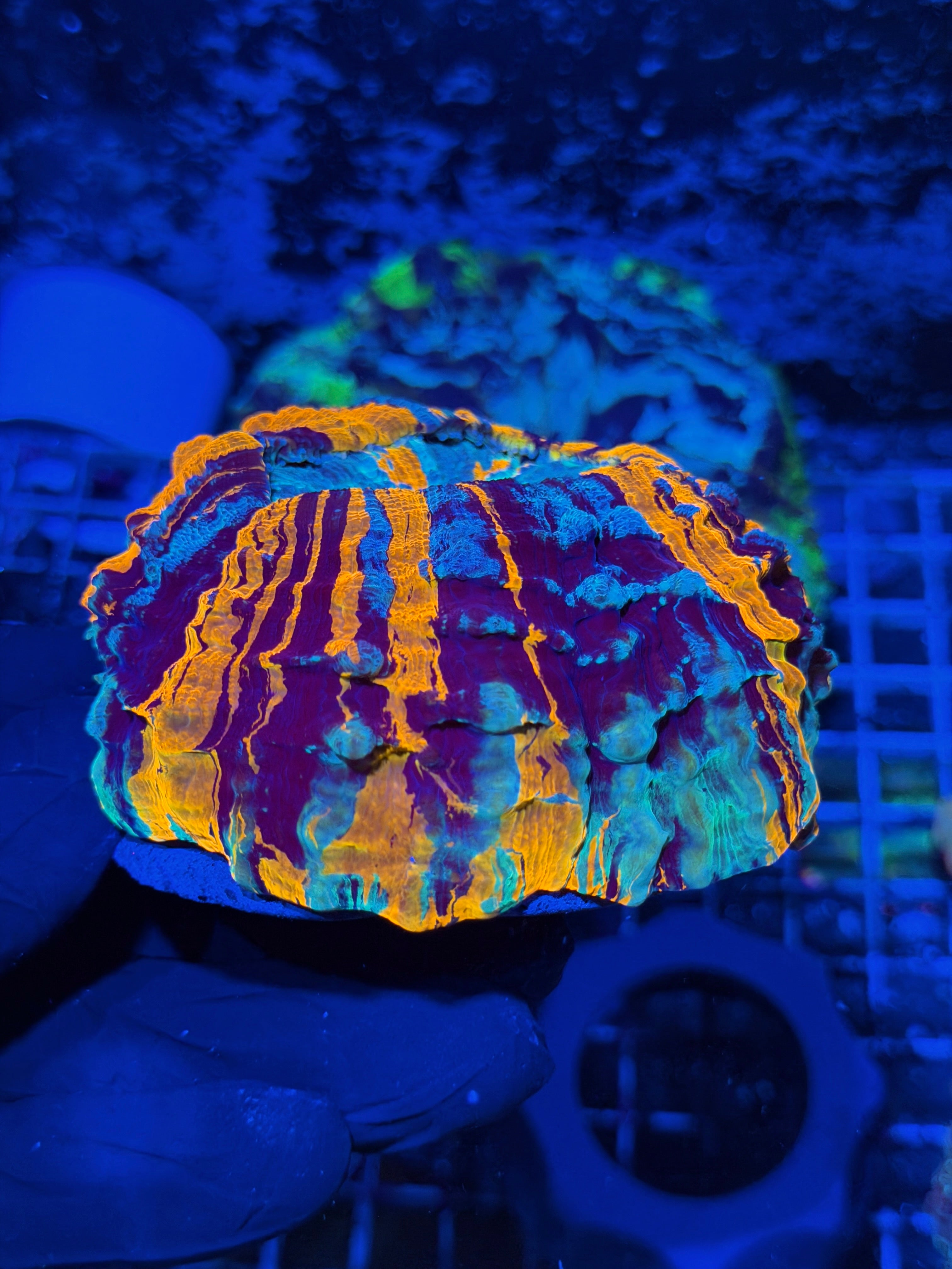 Master Rainbow Acanthophyllia Meat Coral XL