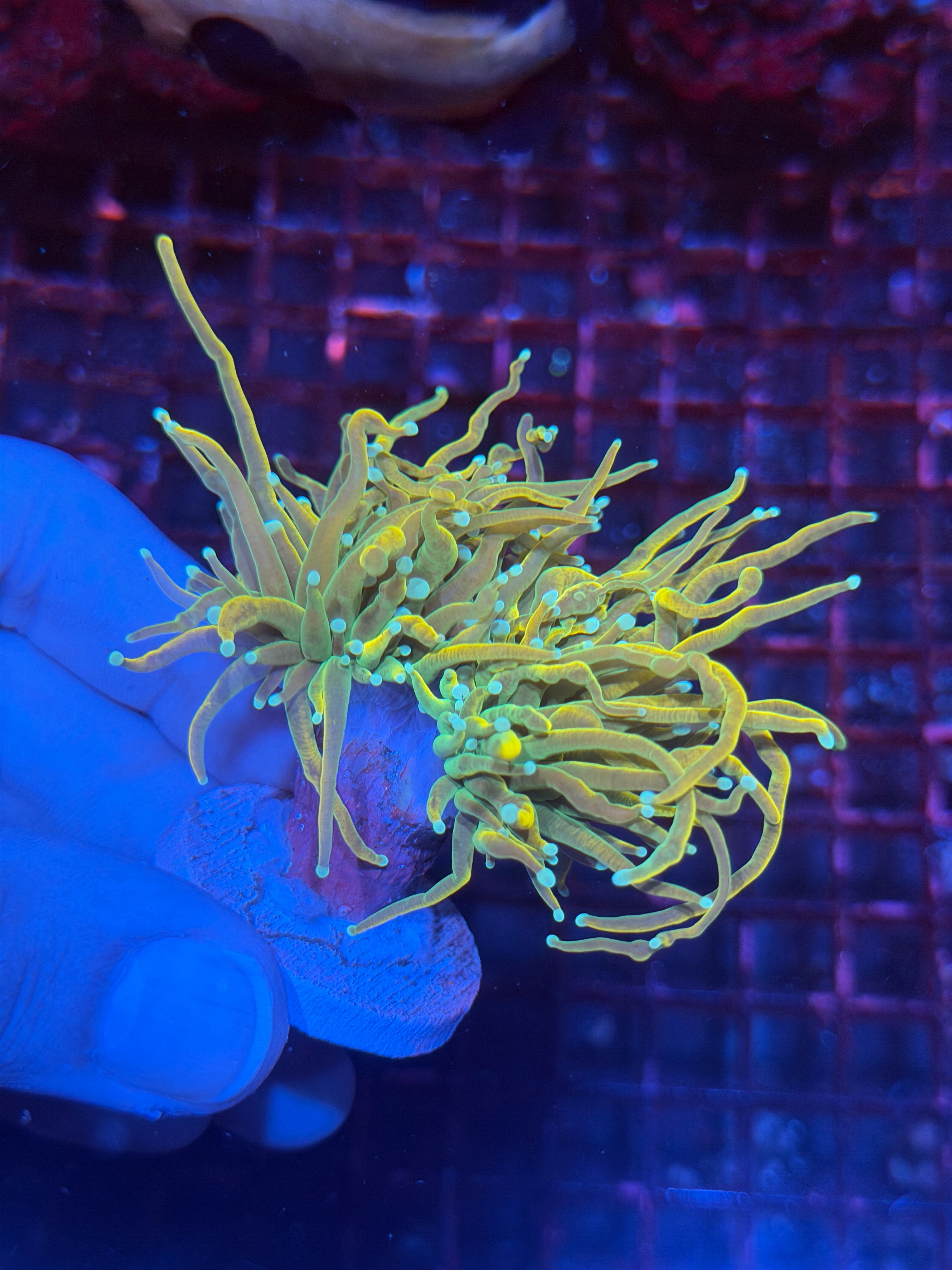 JEA Holy Mac Grail Torch Coral 2 Heads XL 11/28