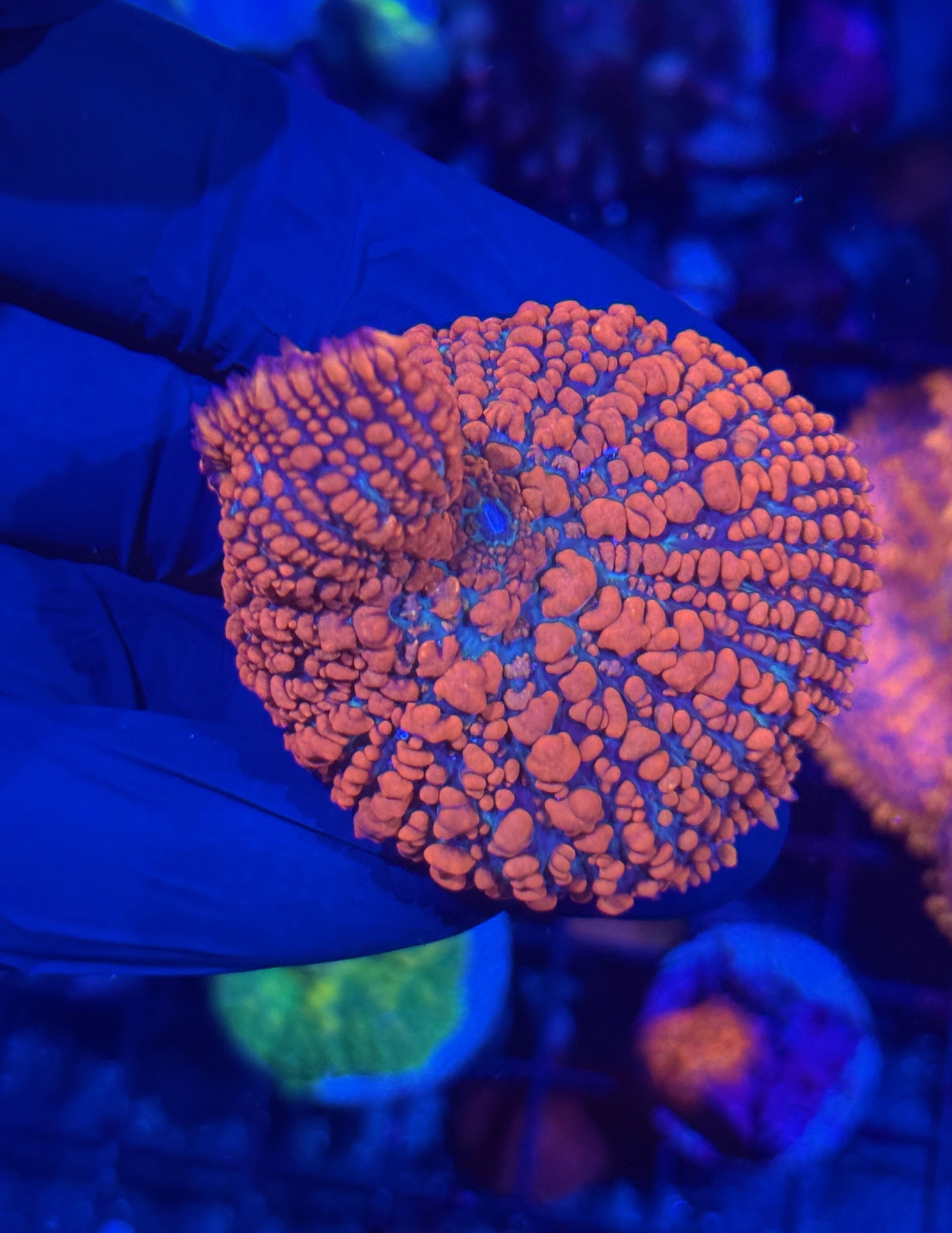 JEA Bleeding Heart Bounce Mushroom Coral XXL 2.5”