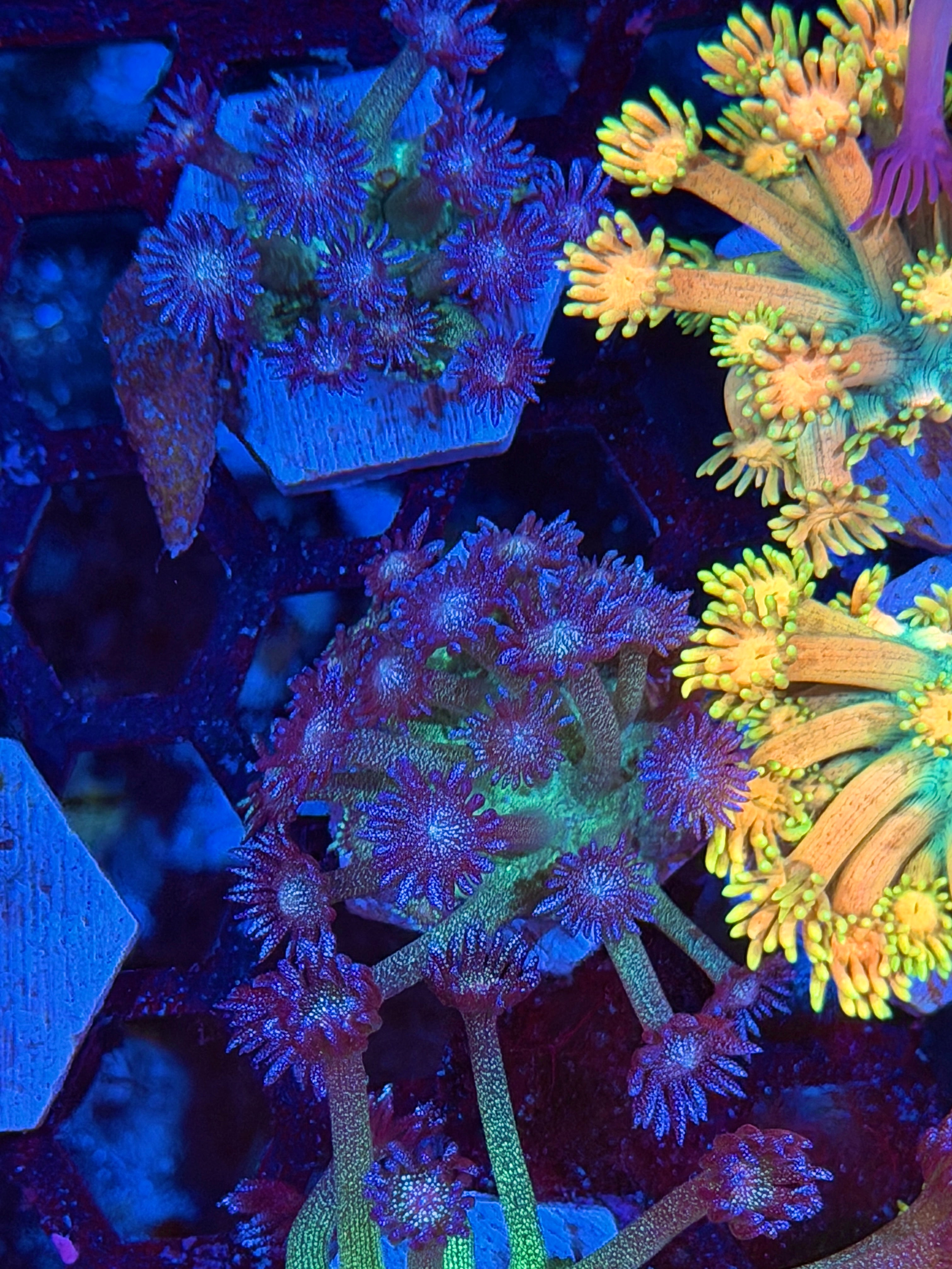 JEA Glitter Bomb Goniopora Coral *New Release*