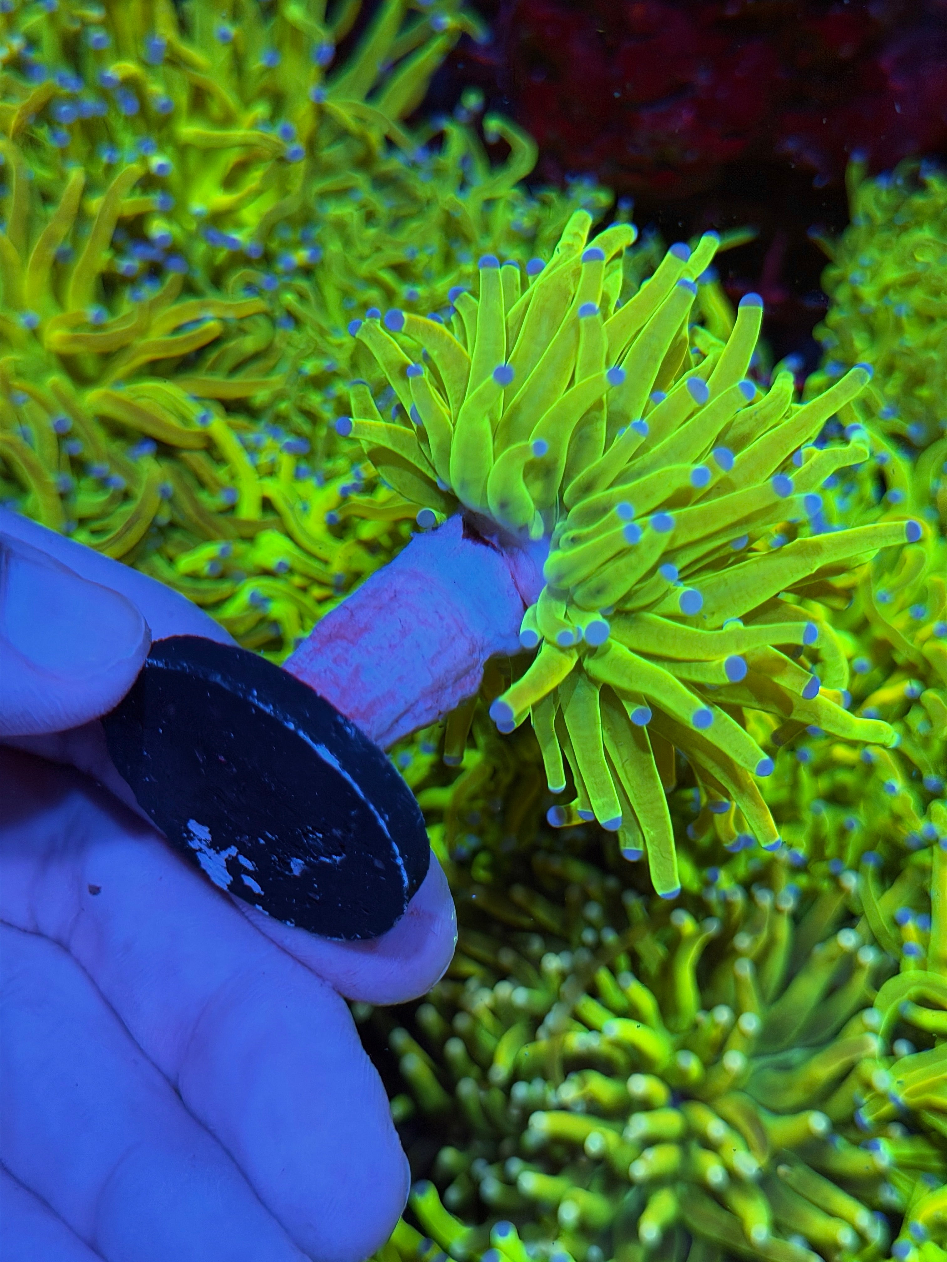 JEA Holy Grail Torch Coral 1 XXL Head 3/3