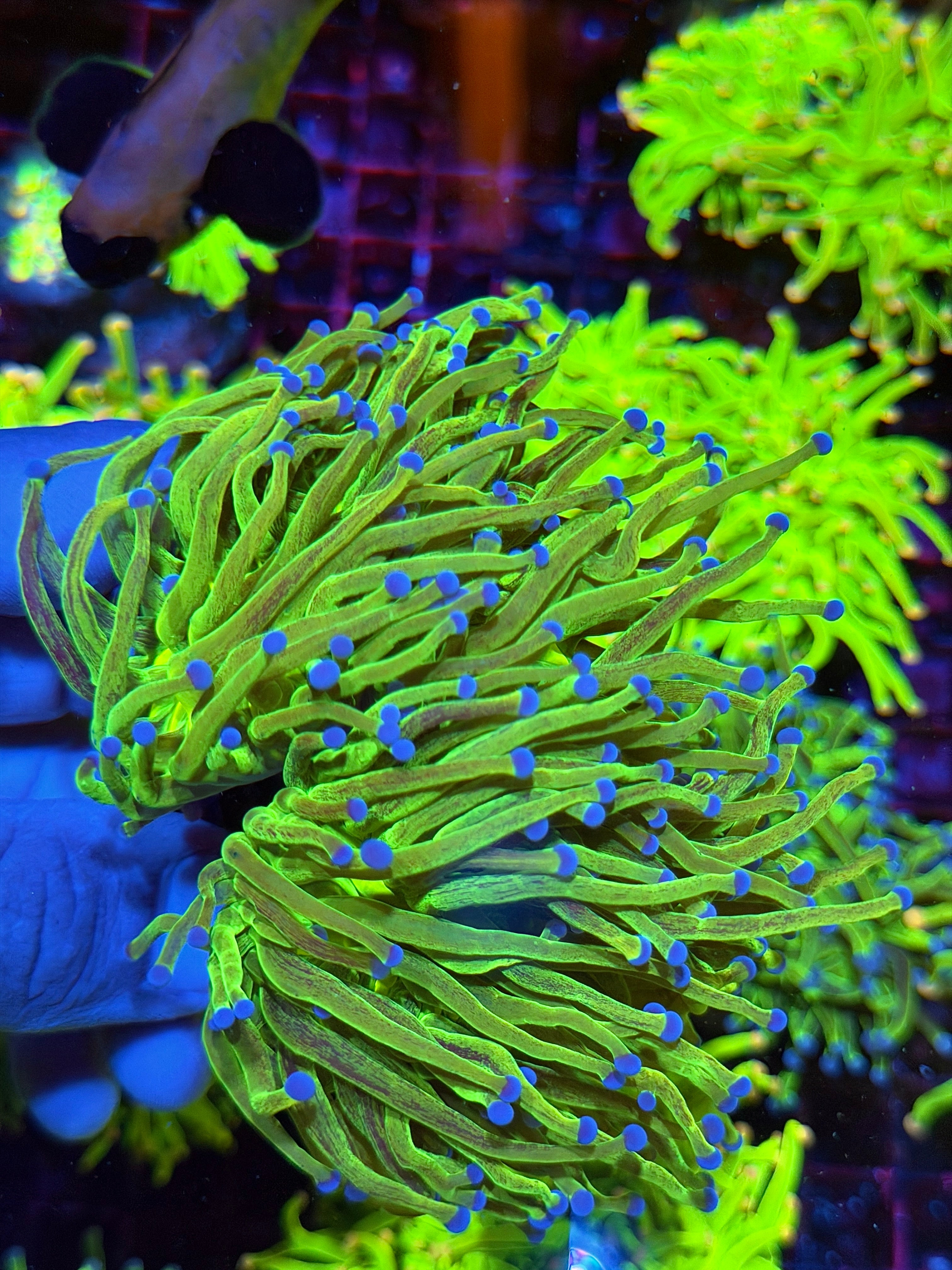 JEA Grafted Glitter Holy Grail Torch Coral 2 XXXL Heads Show Piece