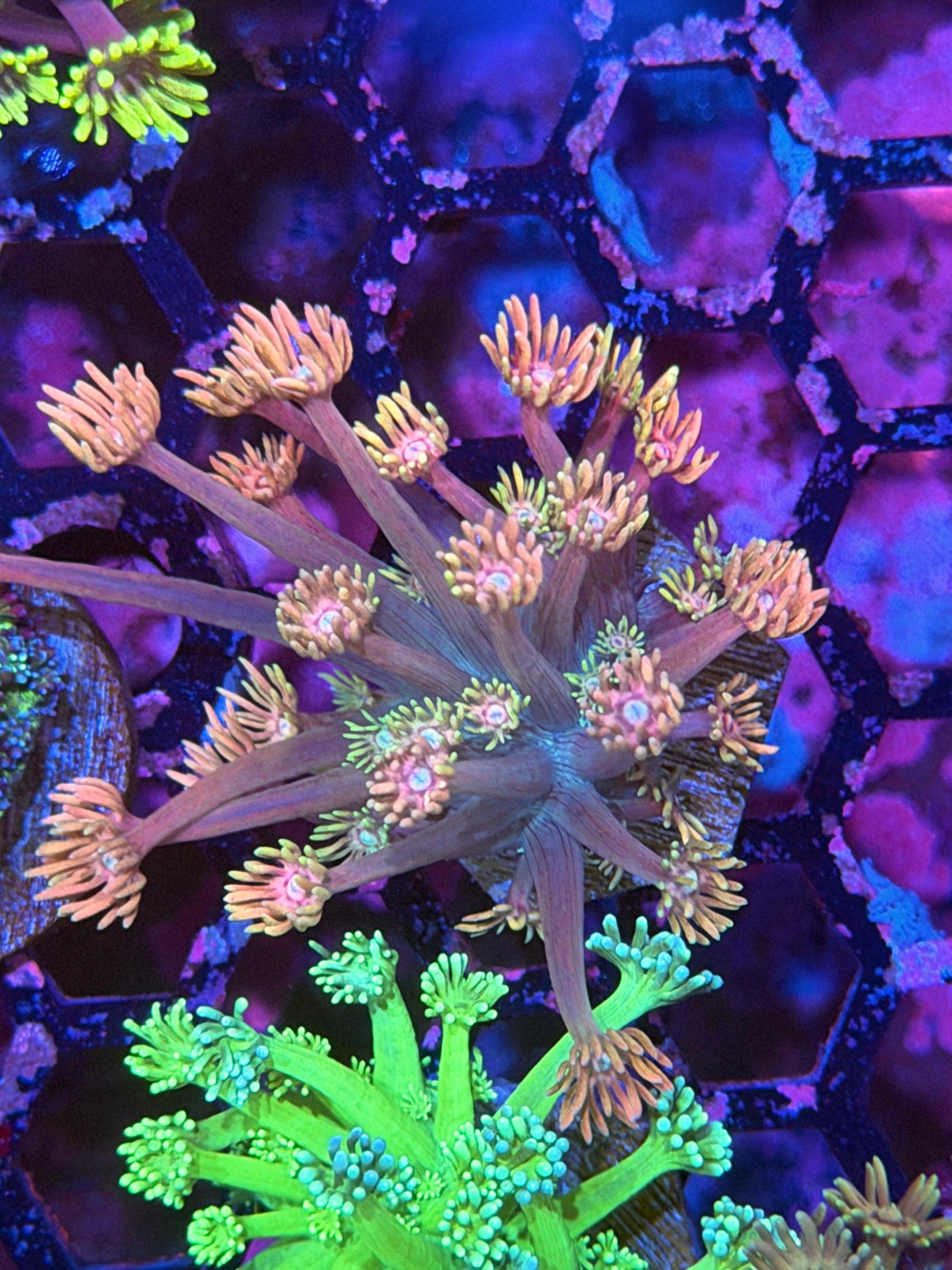 JEA Pink Panties Goniopora Coral XL Frag 12/1