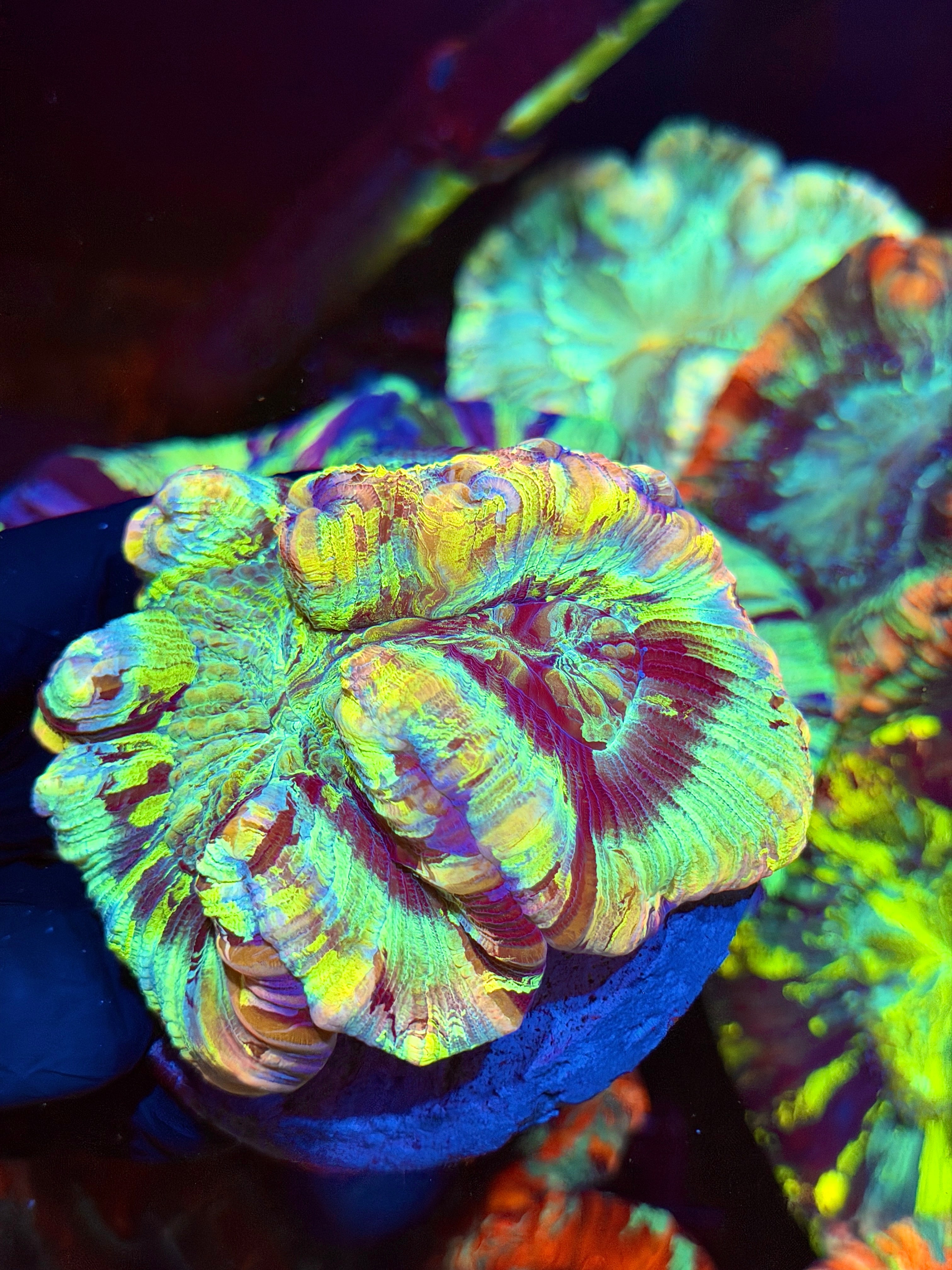 Rainbow Meltdown Trachyphyllia Meat Coral Insane Show Piece 9/6