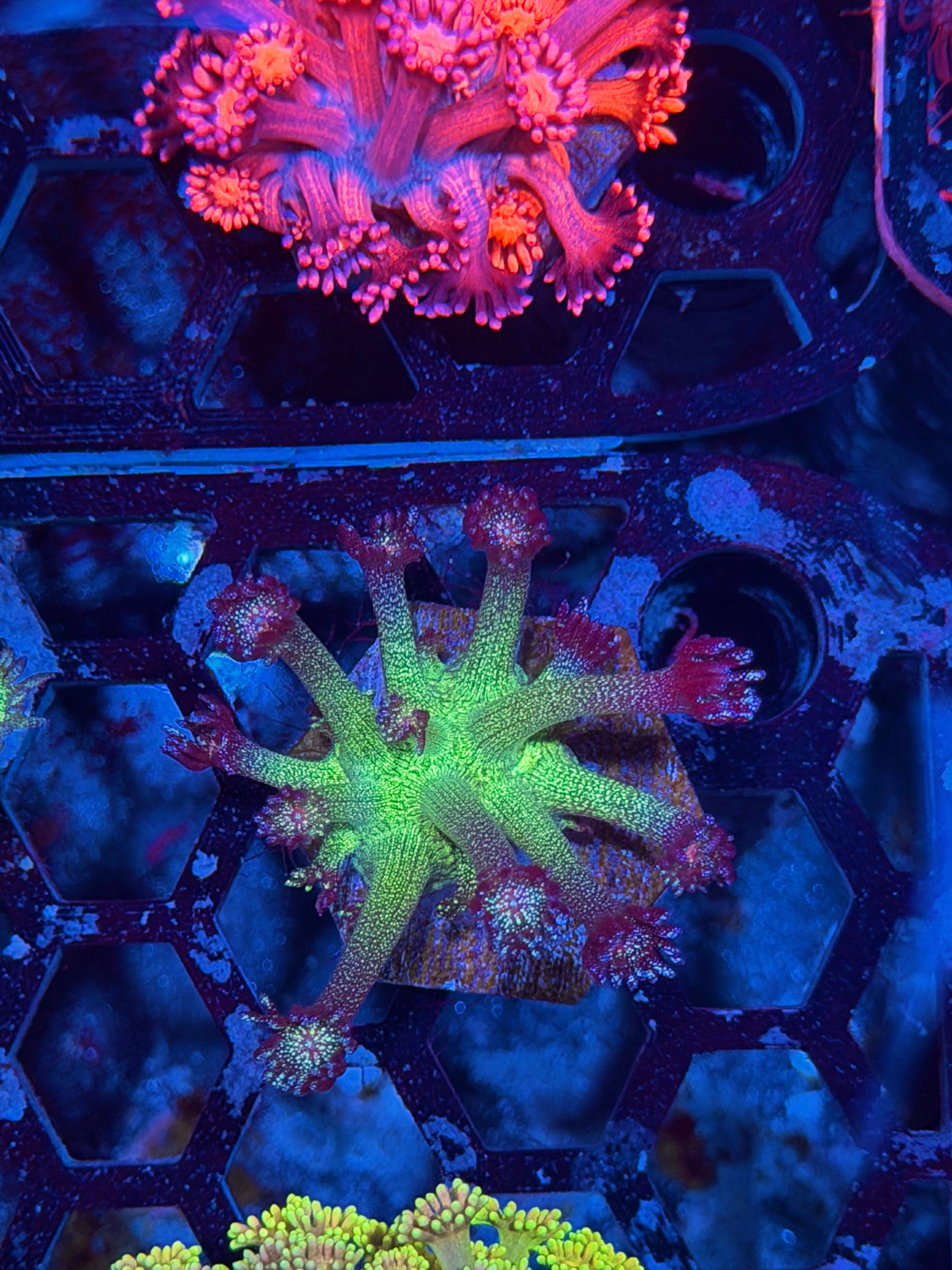 JEA Glitter Frenzy Goniopora Coral 8/7