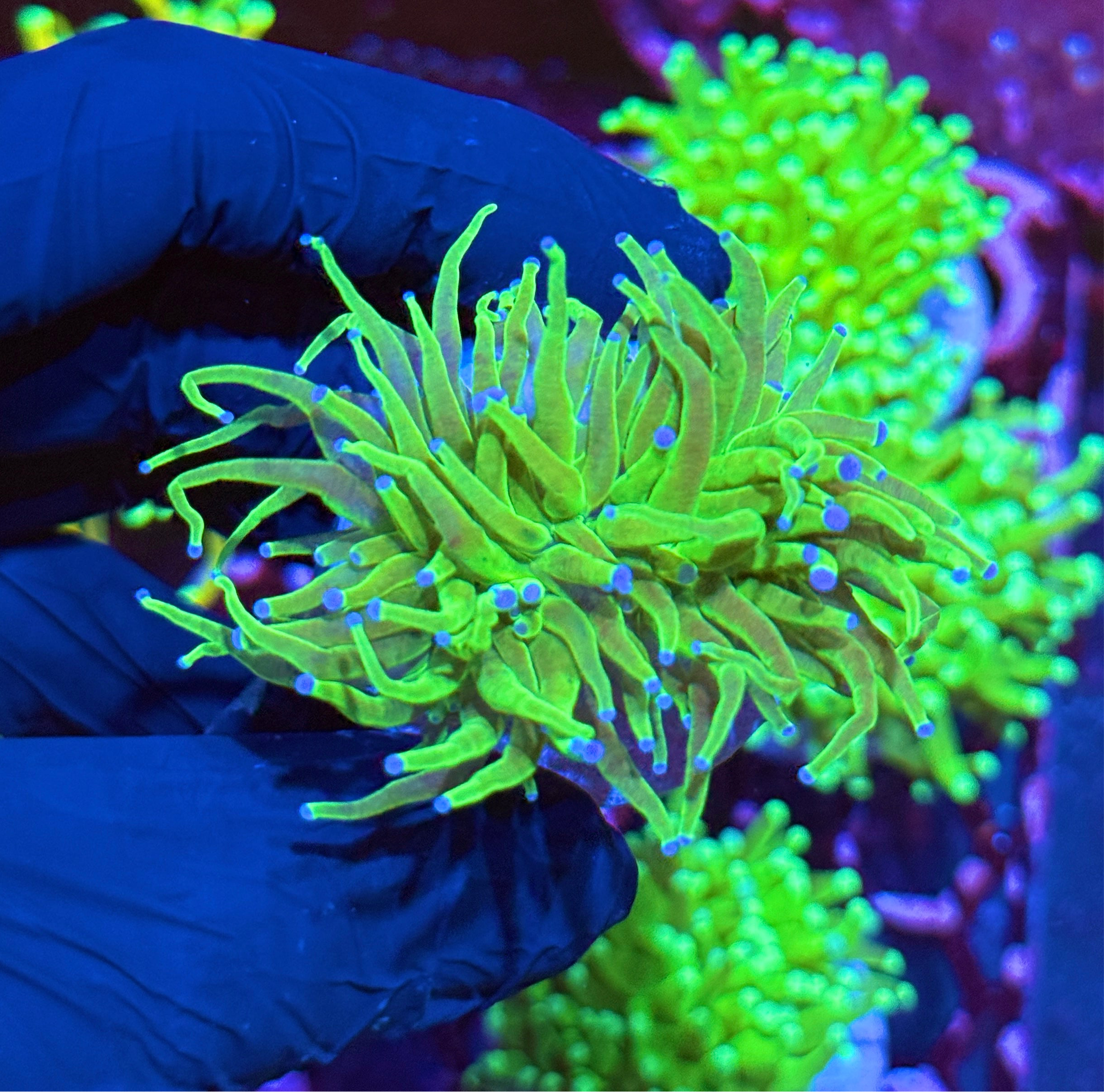 JEA Todd’s Torch Coral 2 Heads
