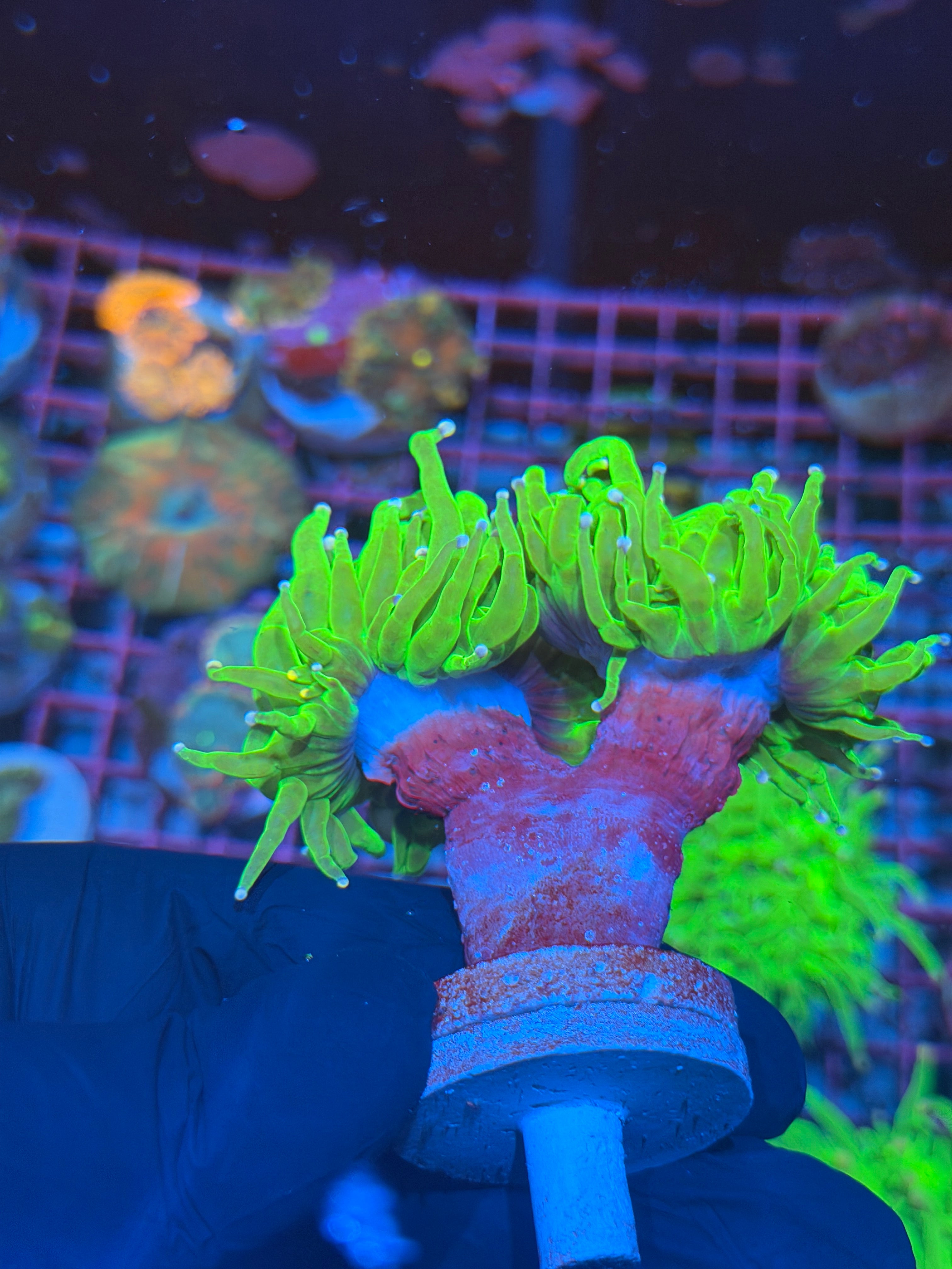 JEA Jolly Rancher Torch Coral 2 Heads XXL 8/1