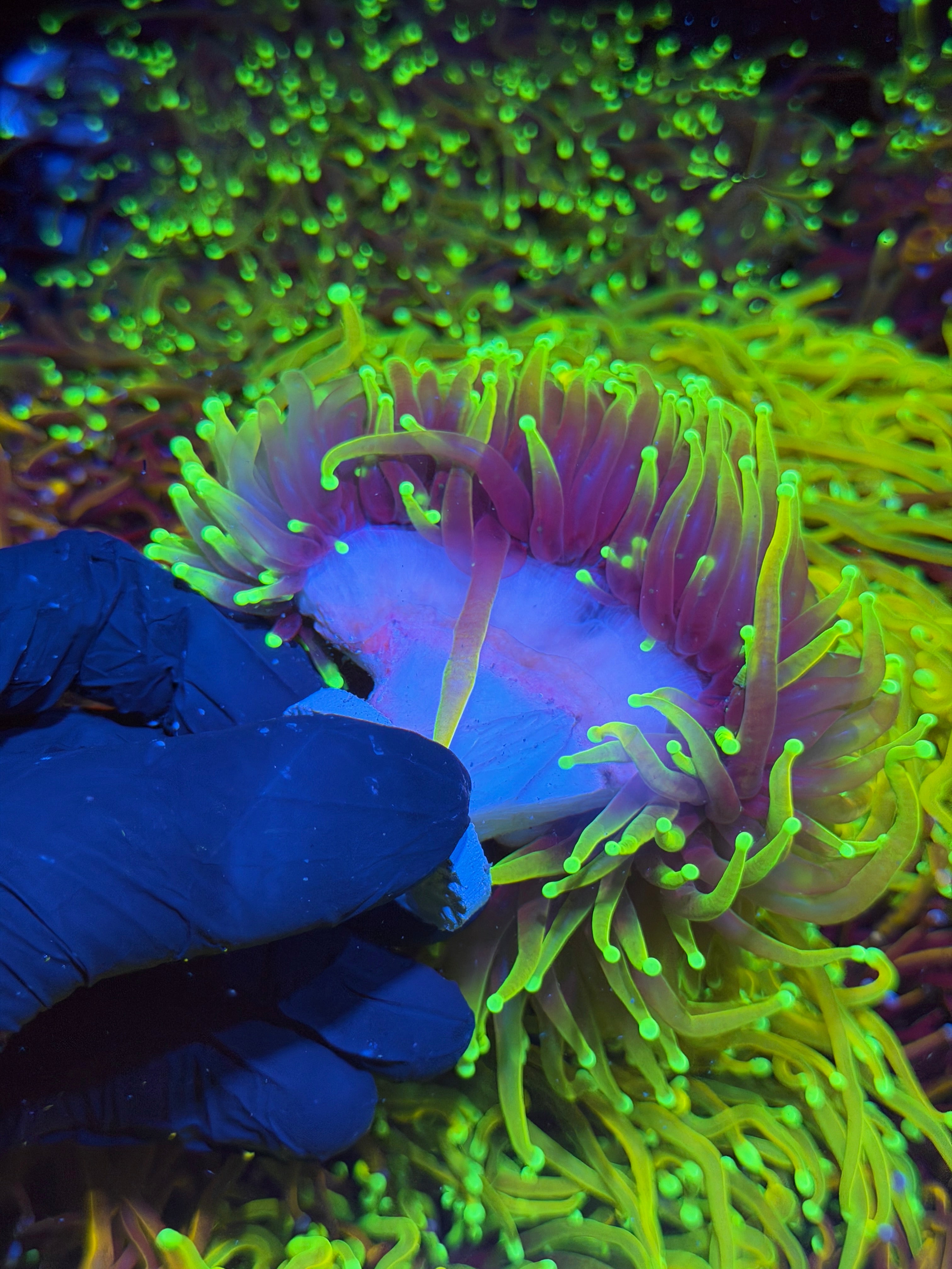 JEA Hellfire Torch Coral Mini Colony Cluster XXXL Bright Crazy Extension