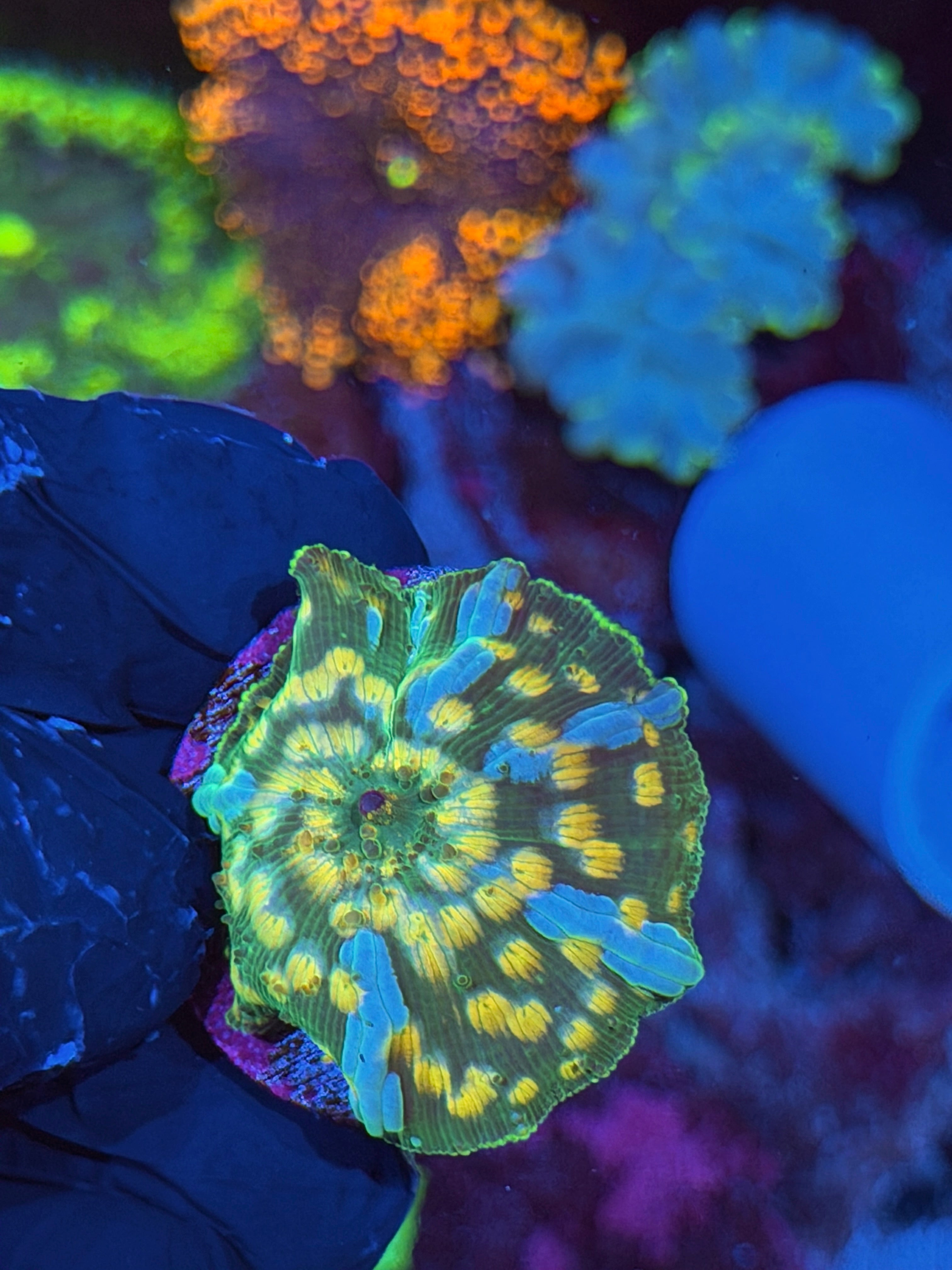 JEA Interstellar Jawbreaker Mushroom Coral XL
