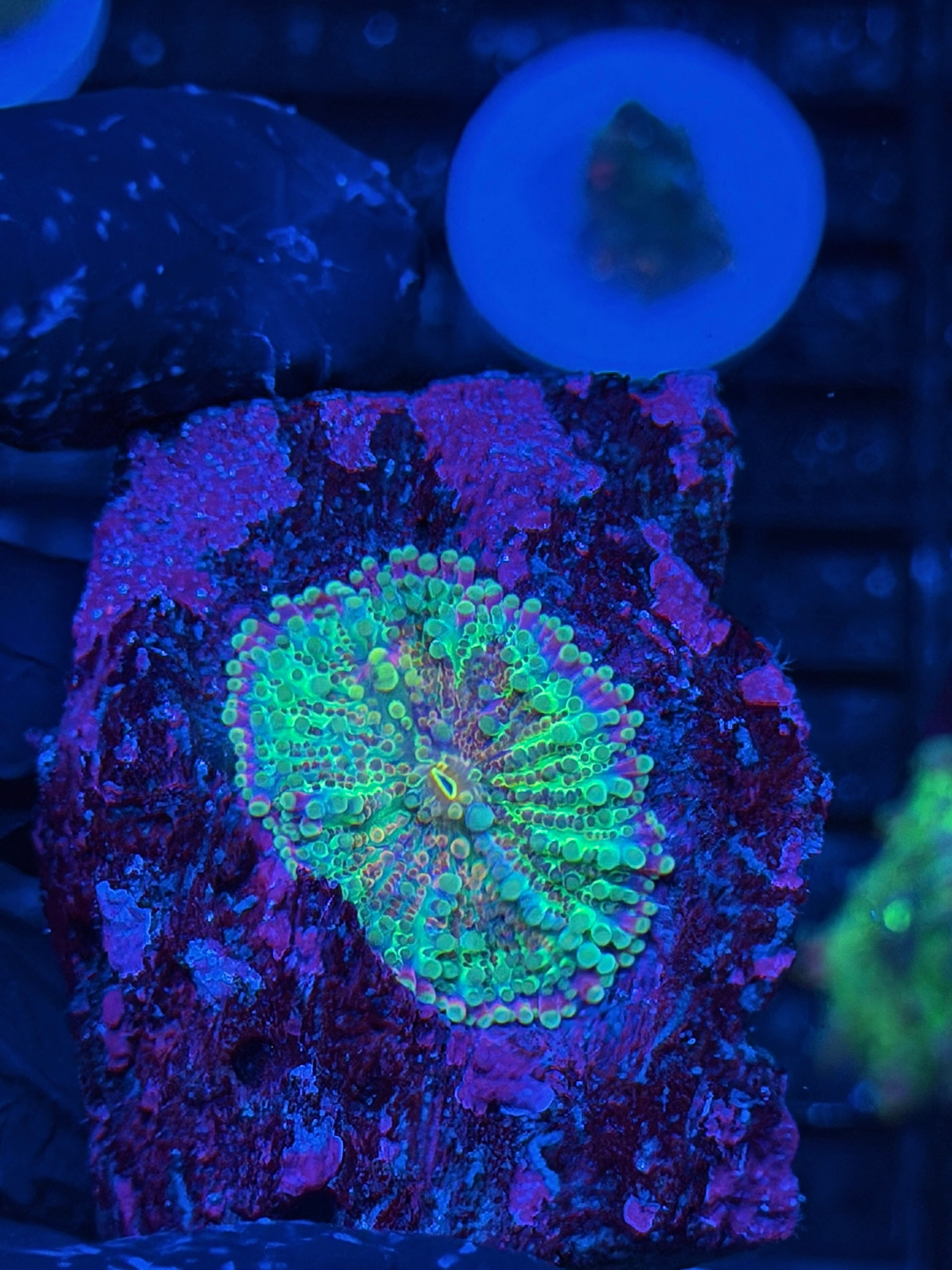 JEA Ray Gun Yuma Mushroom Coral 9/5