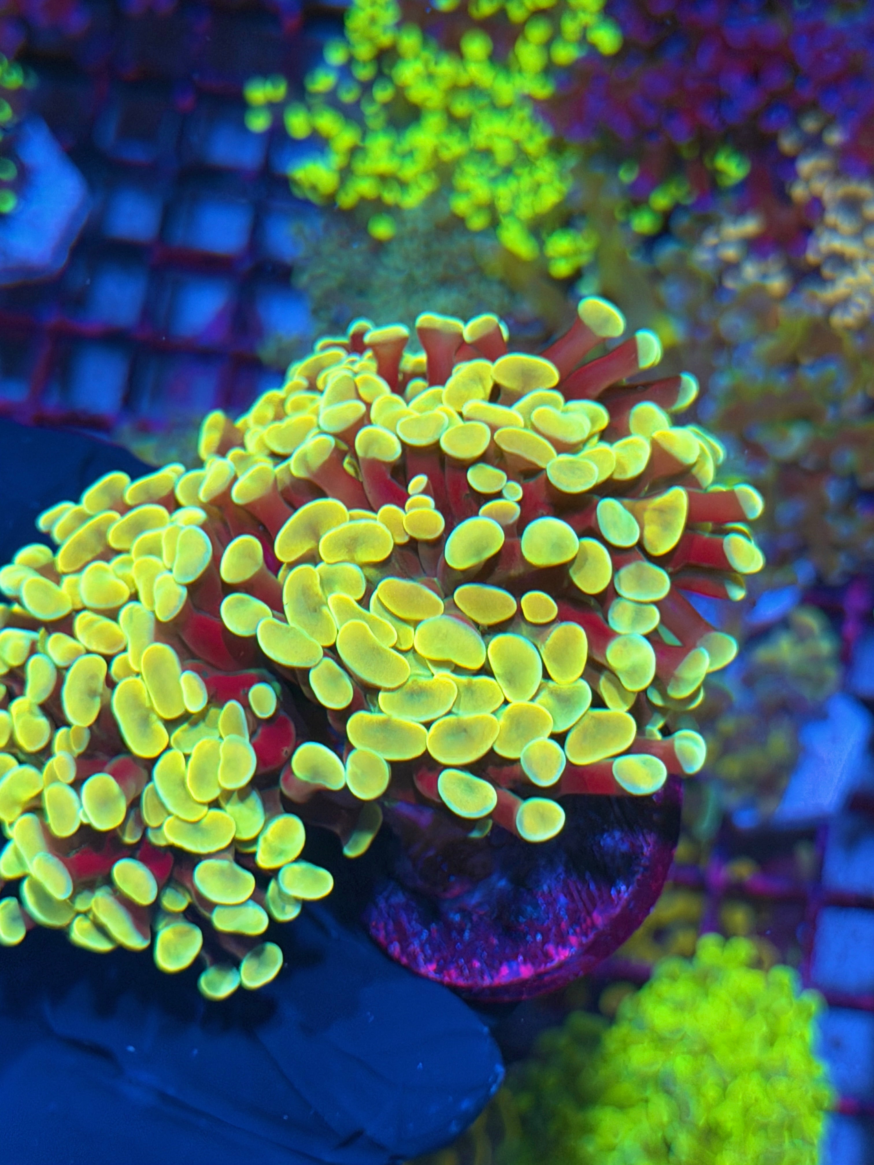 JEA Golden Boy Hammer Coral 6-8 Heads XXL 7/10