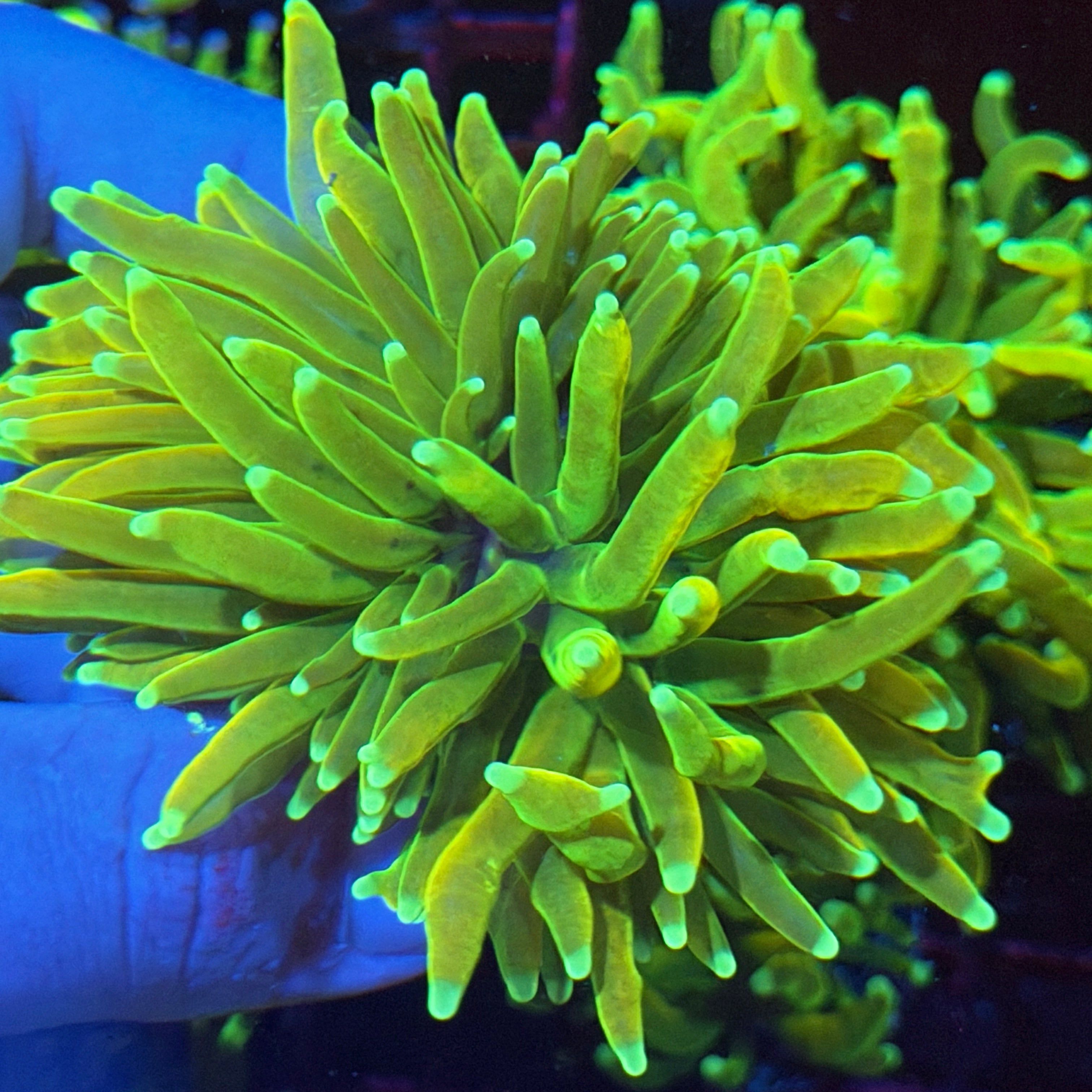 JEA Master Holy Grail Torch Coral 2 XL Heads 3/25