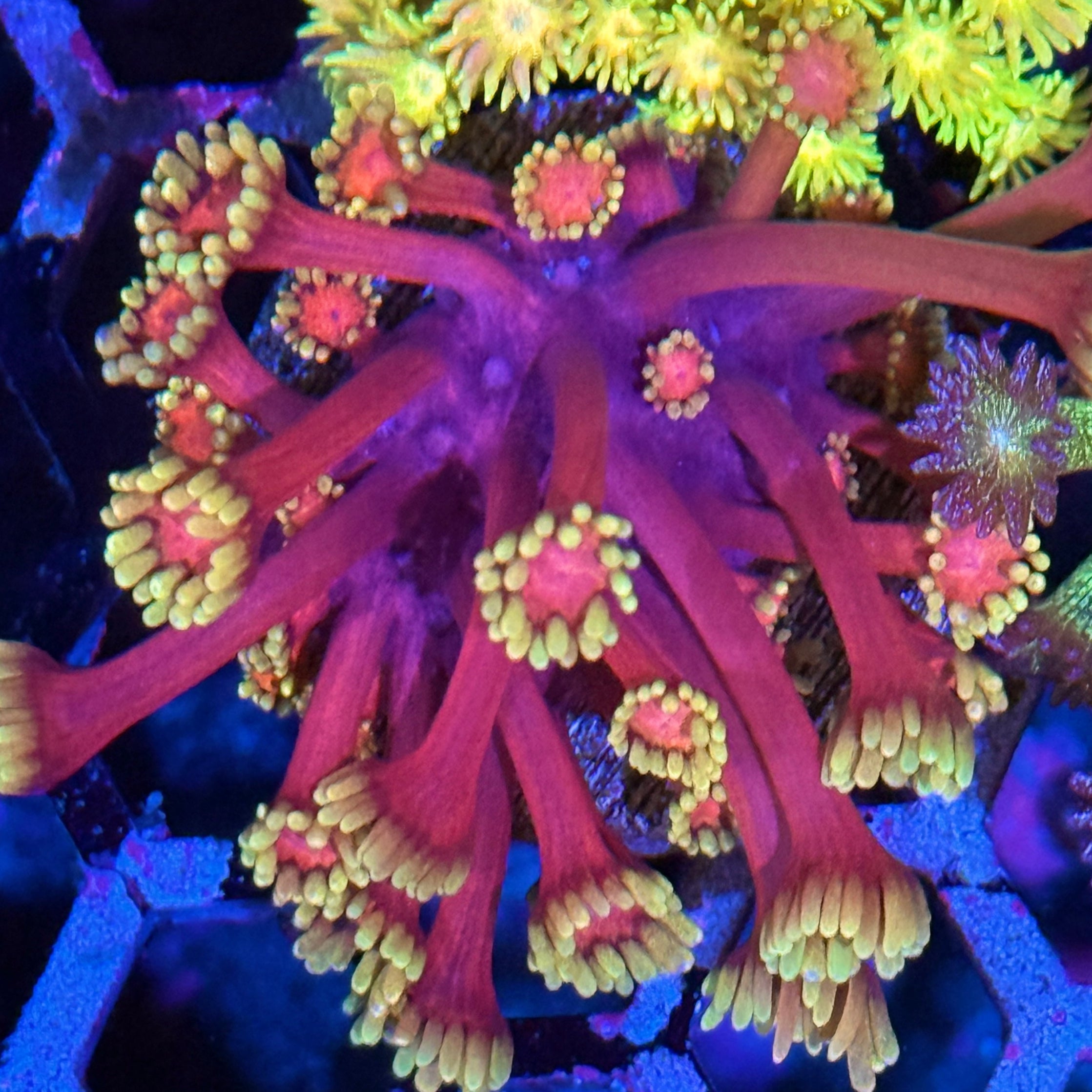 JEA Care Bears Goniopora Coral XL Frag 10/12