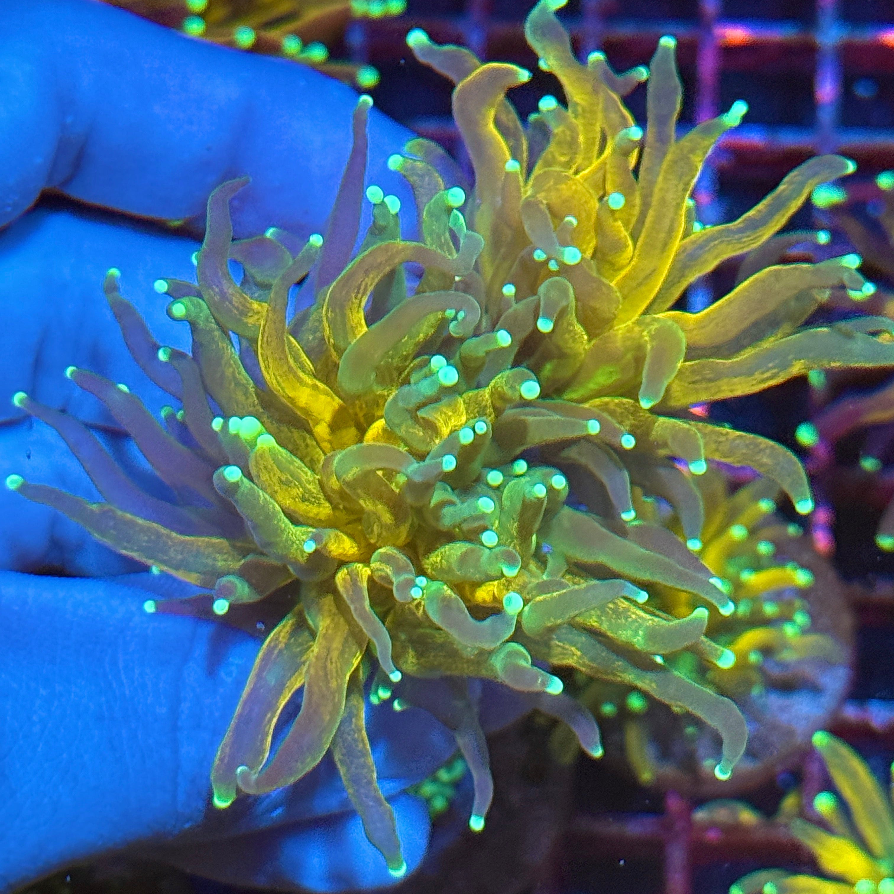 JEA Reverse Tiger 2.0 Torch Coral 2 XL Heads