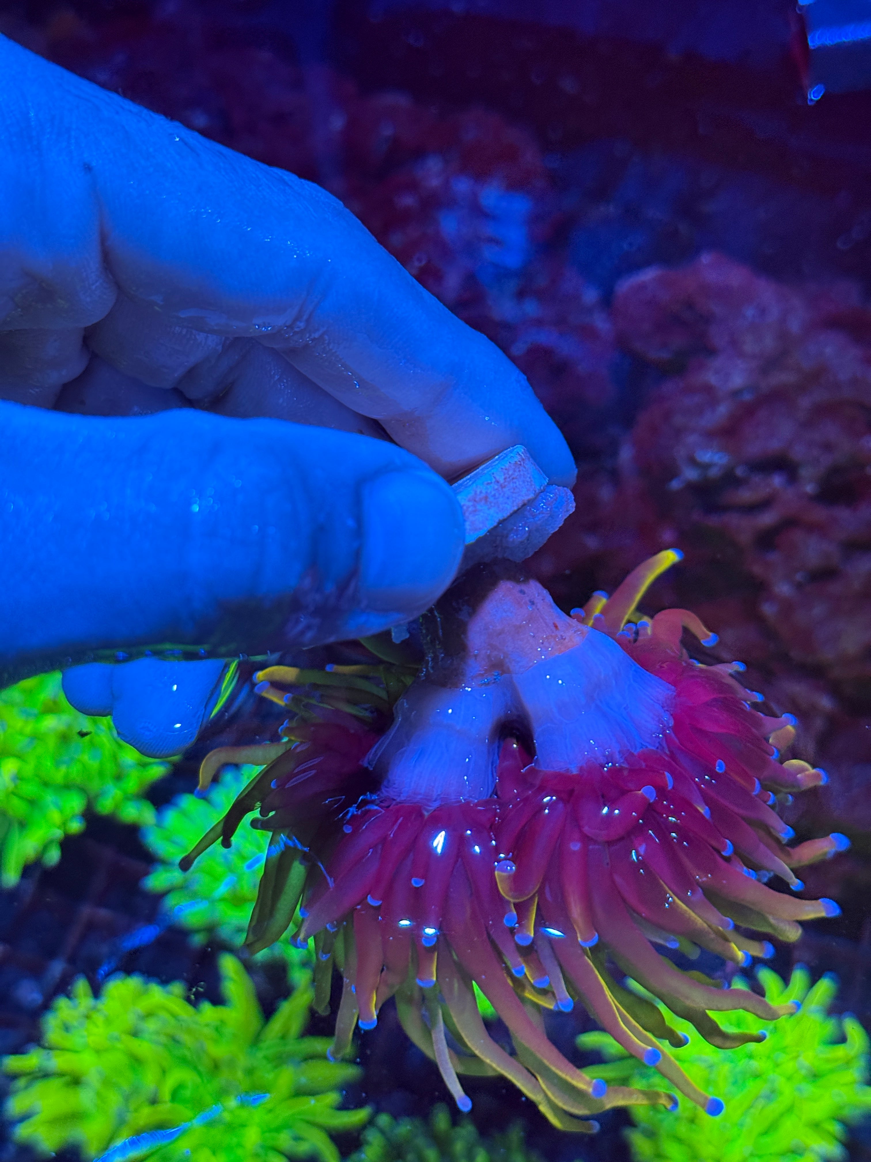 JEA Orange Peel Torch Coral 2 XL Heads