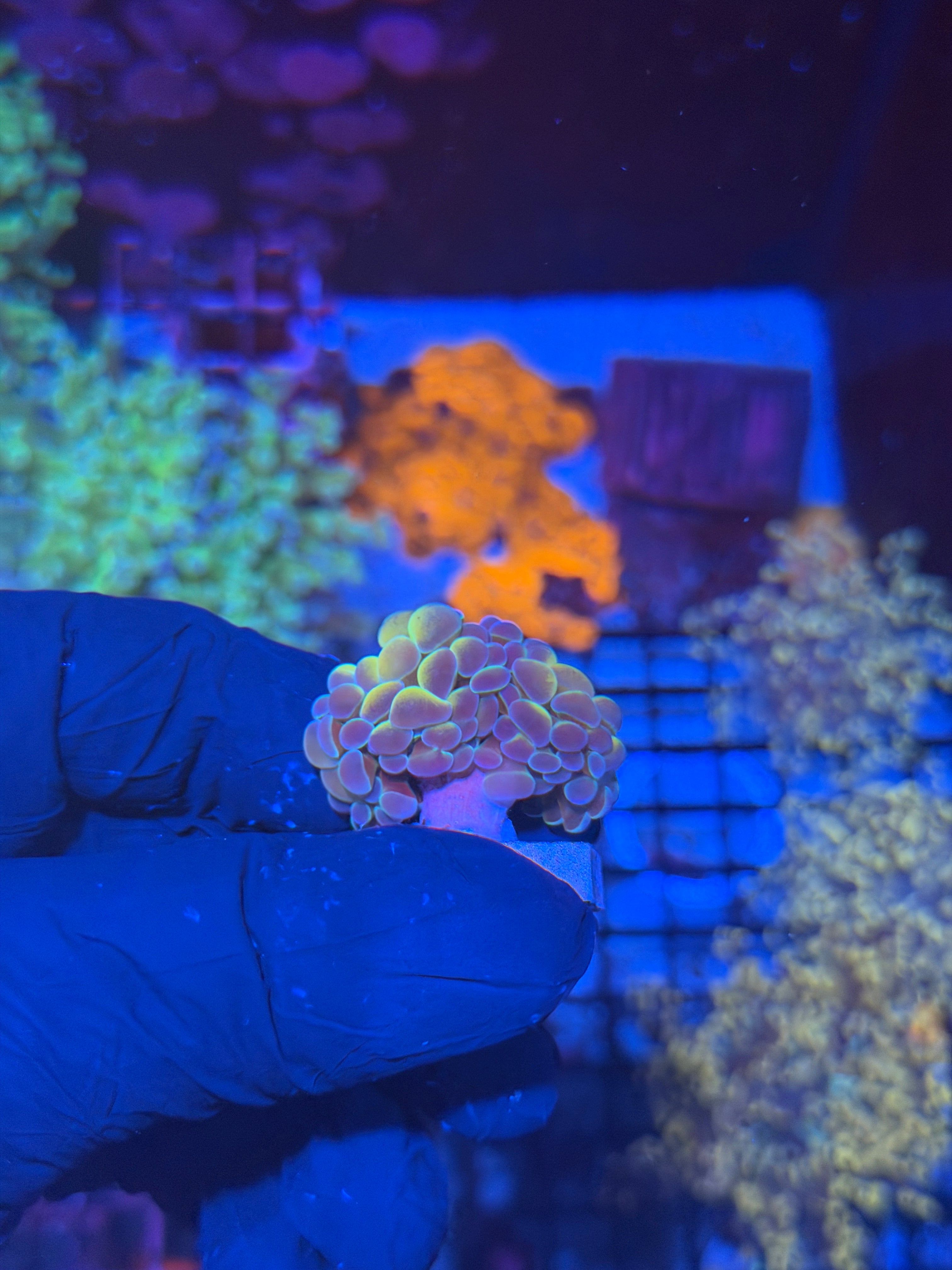 JEA Orange Hologram Hammer Coral 2 Heads Splitting 8/6
